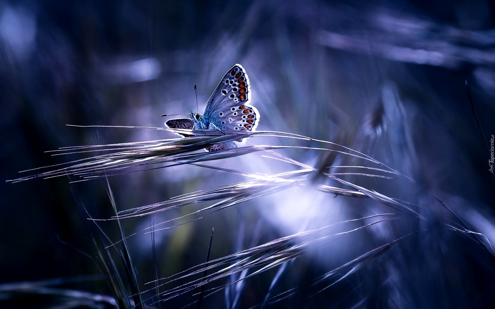 Niebieski, Motyl, Trawy, Przebijające Światło