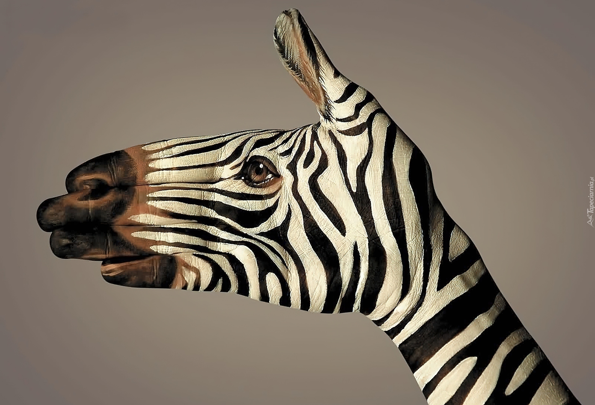 Bodypainting, Zebra