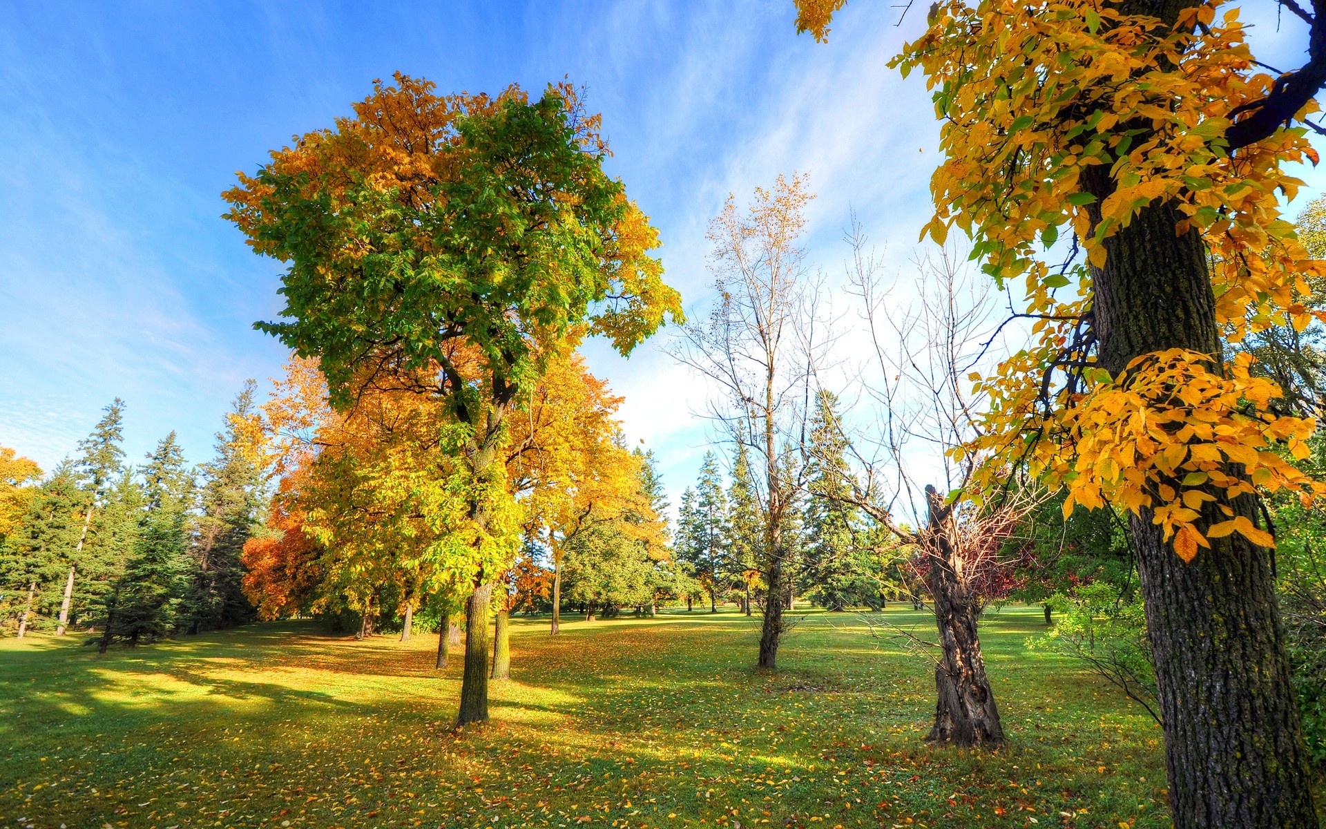 Park, Drzewa, Liście, Przebijające, Światło, Jesień