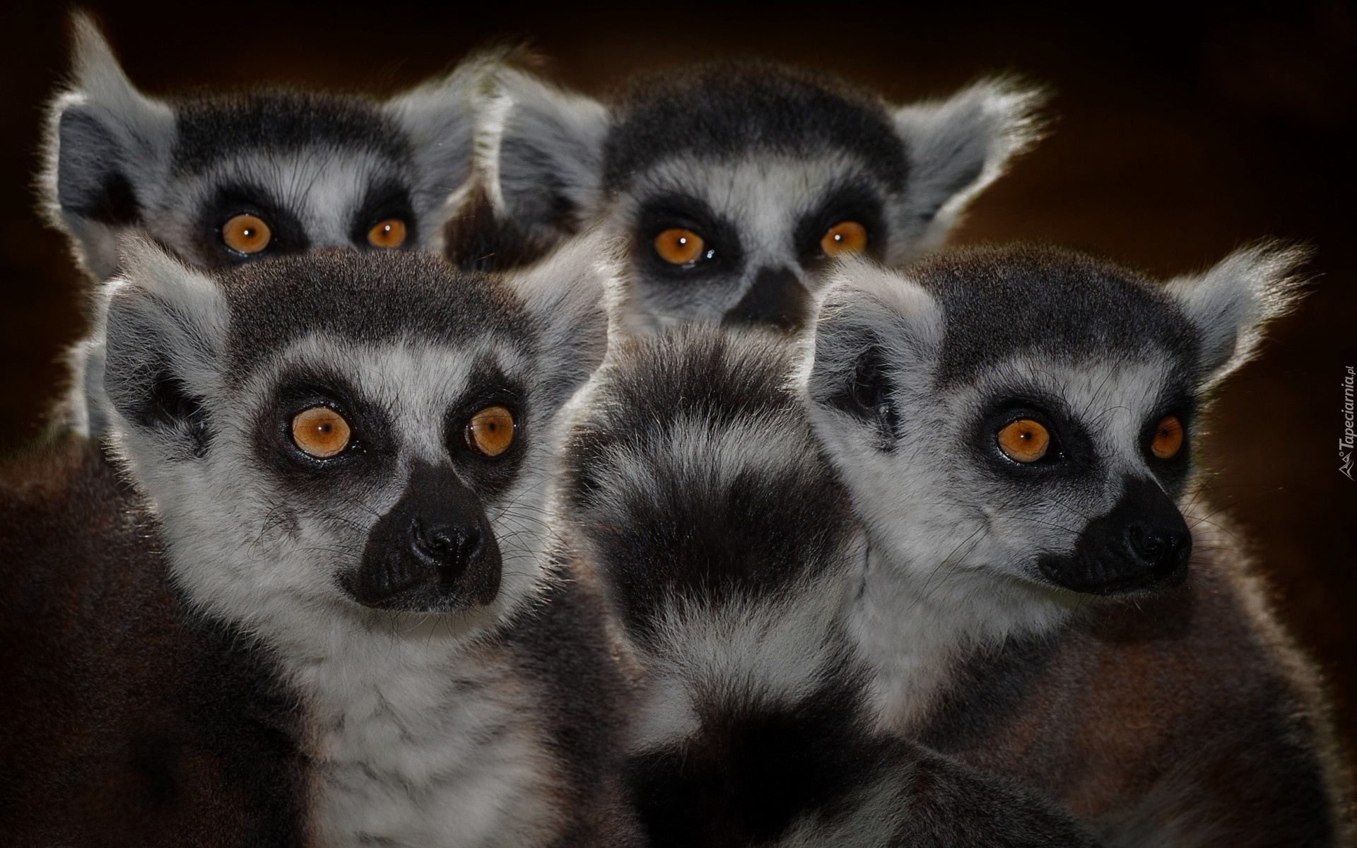 Rodzina, Lemurów