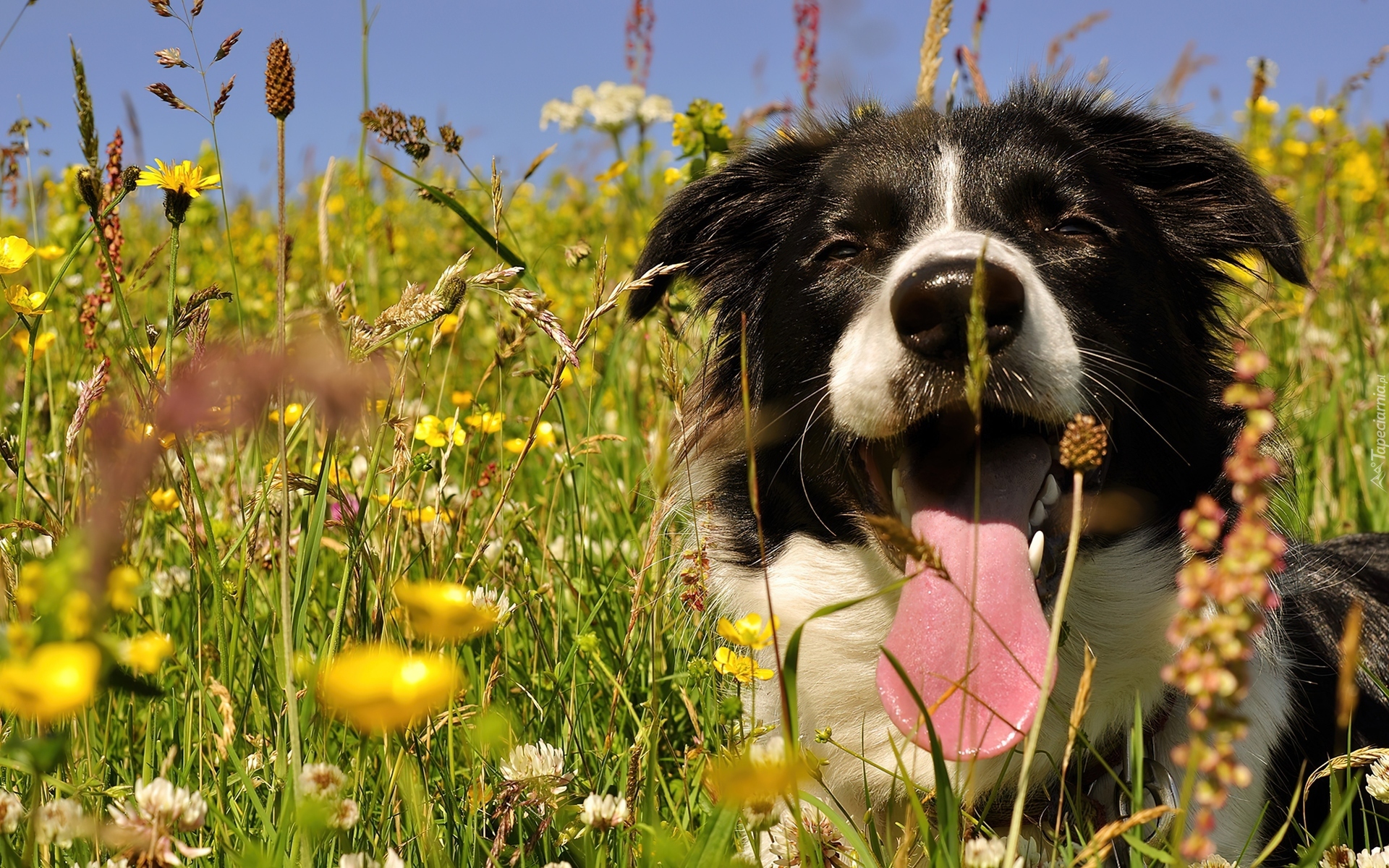 Łąka, Pies, Border collie, Język