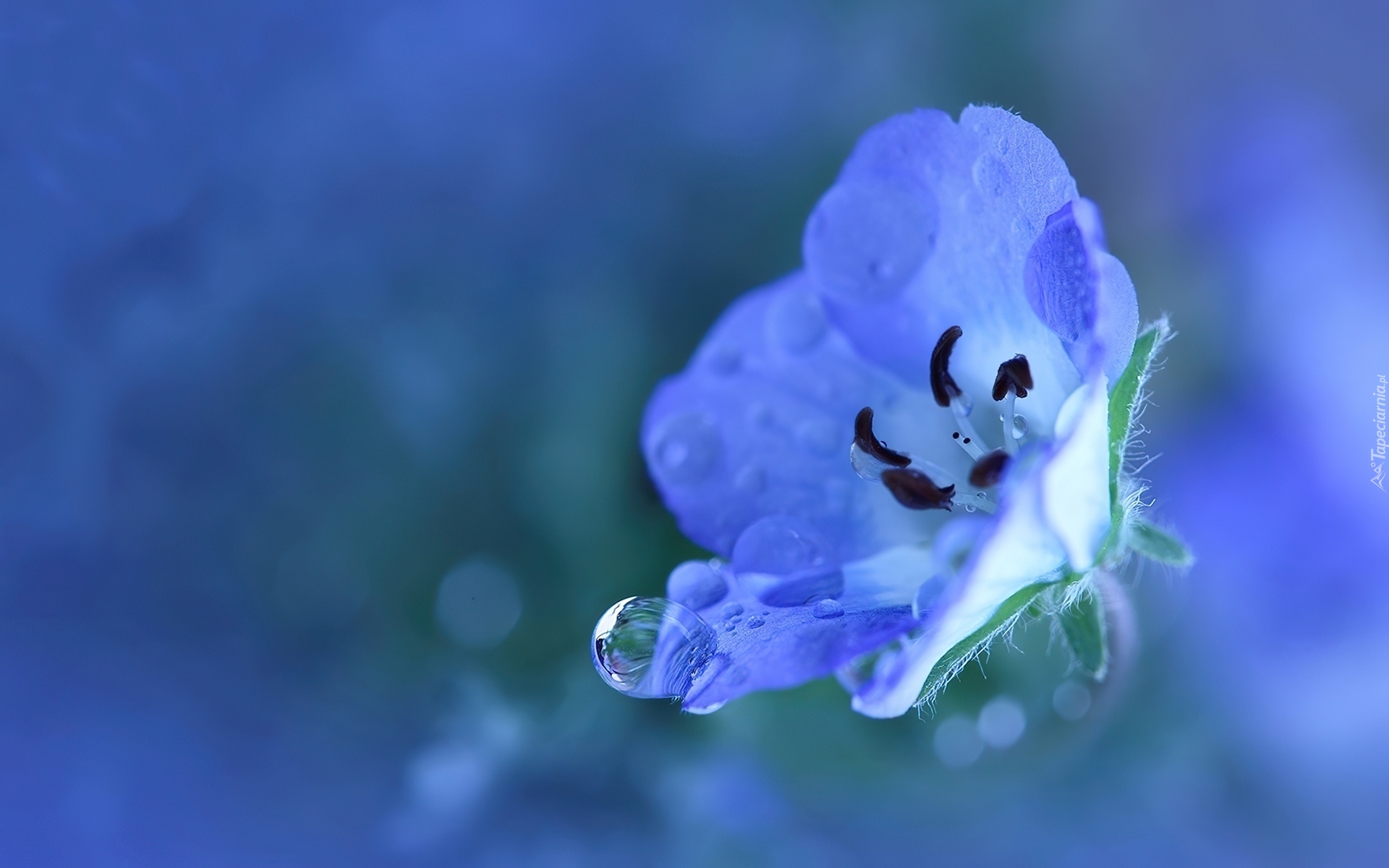 Niebieski, Kwiat, Kropla