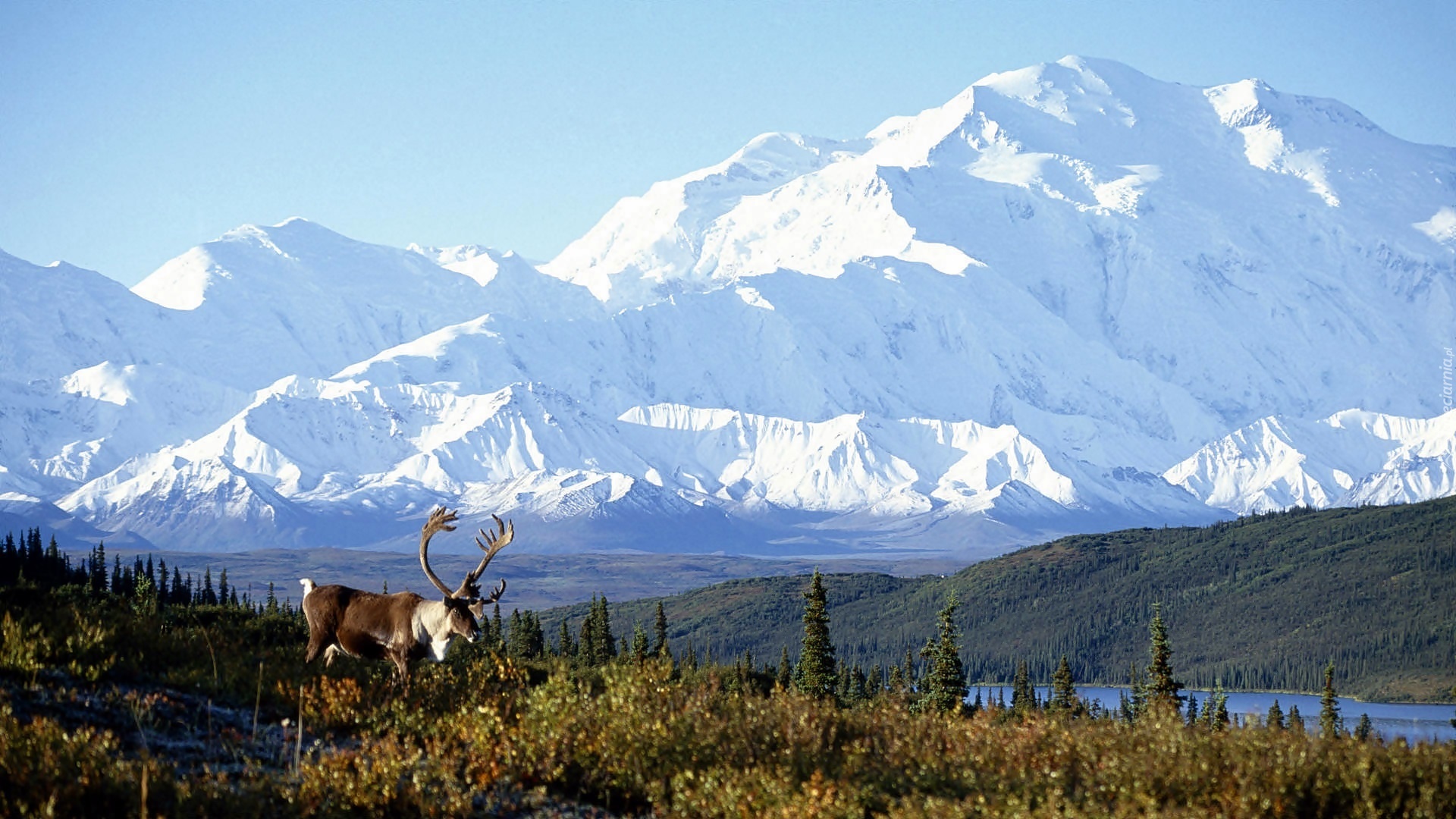 Alaska, Góry, Jezioro, Łąka, Jelenie