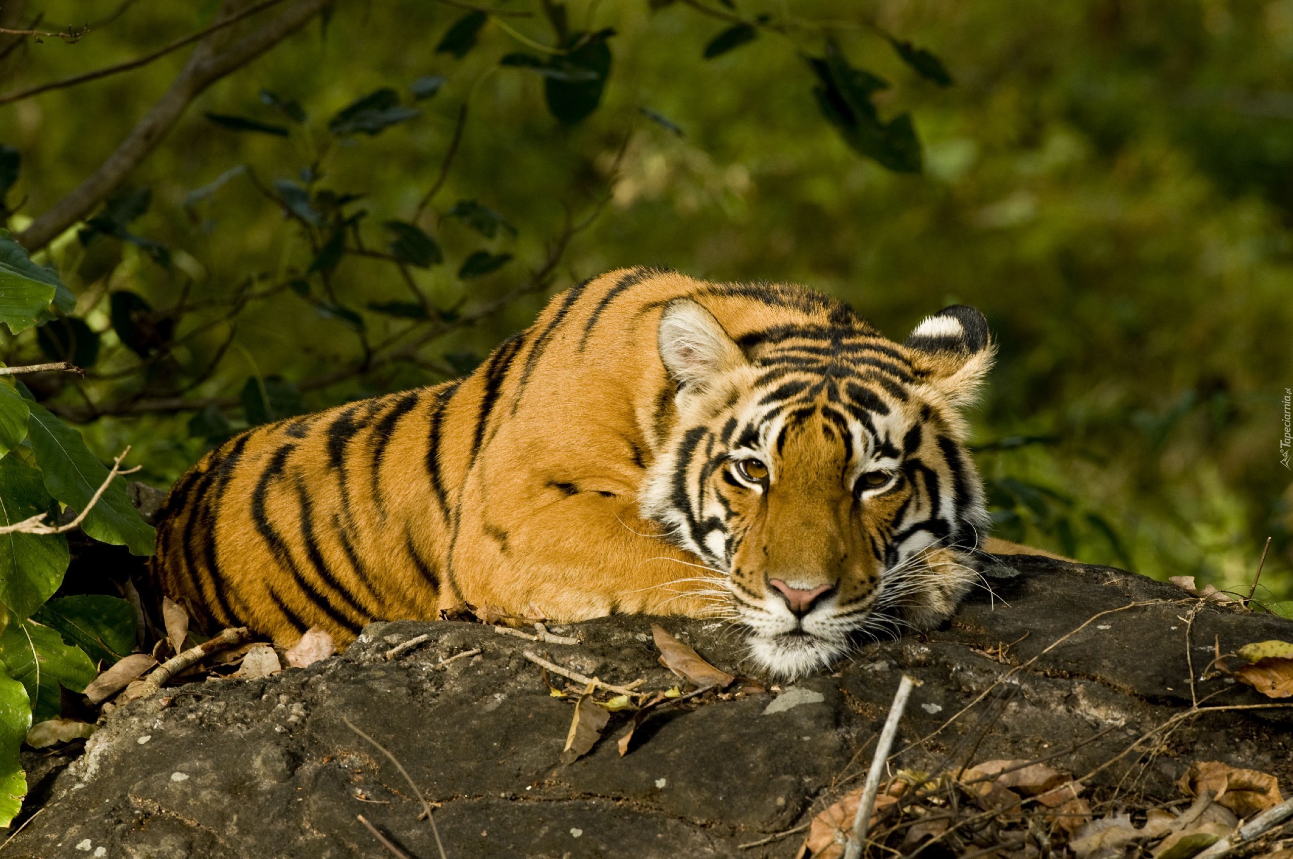 tygrys-indyjski