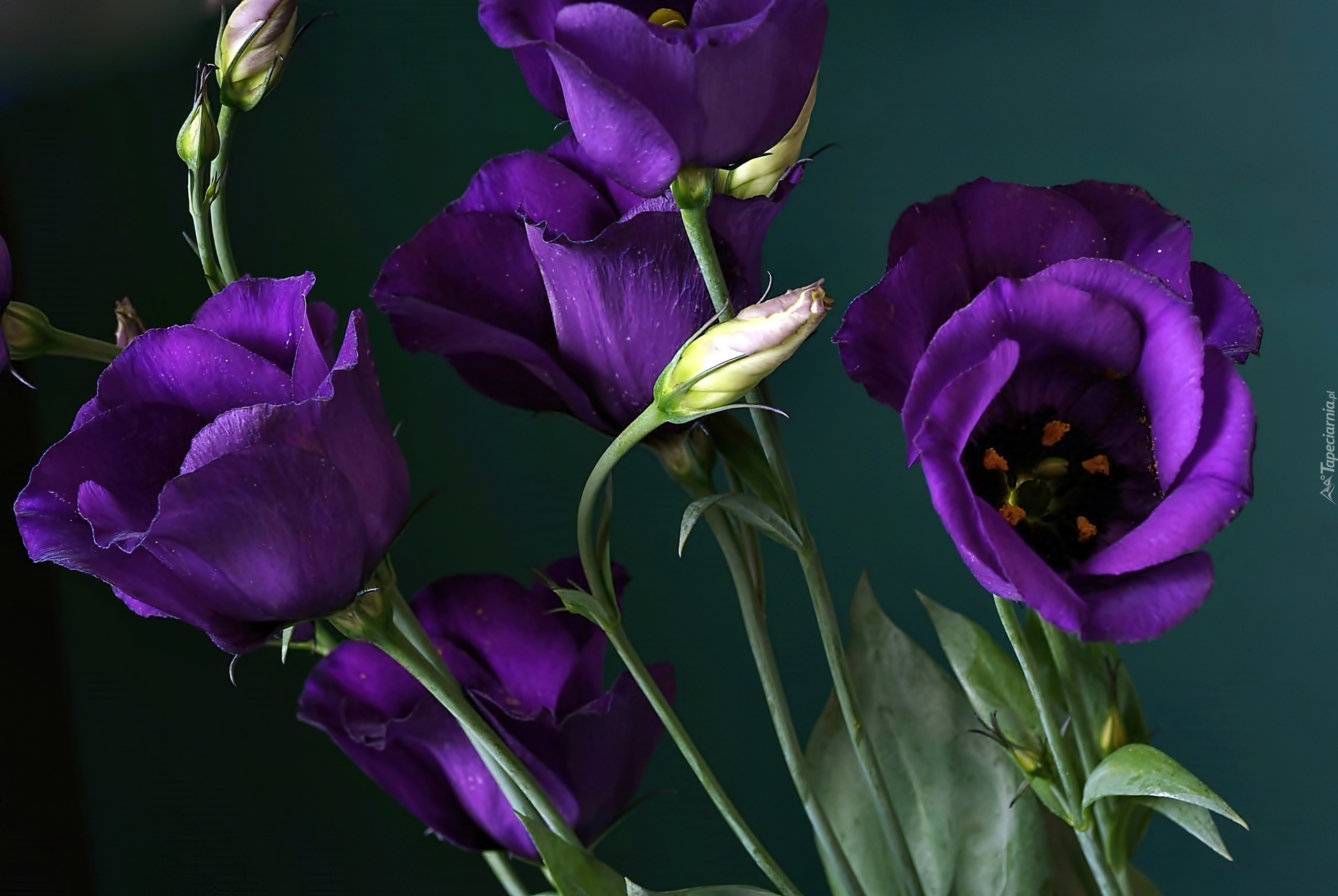 Eustoma, Kwiaty, Pąki