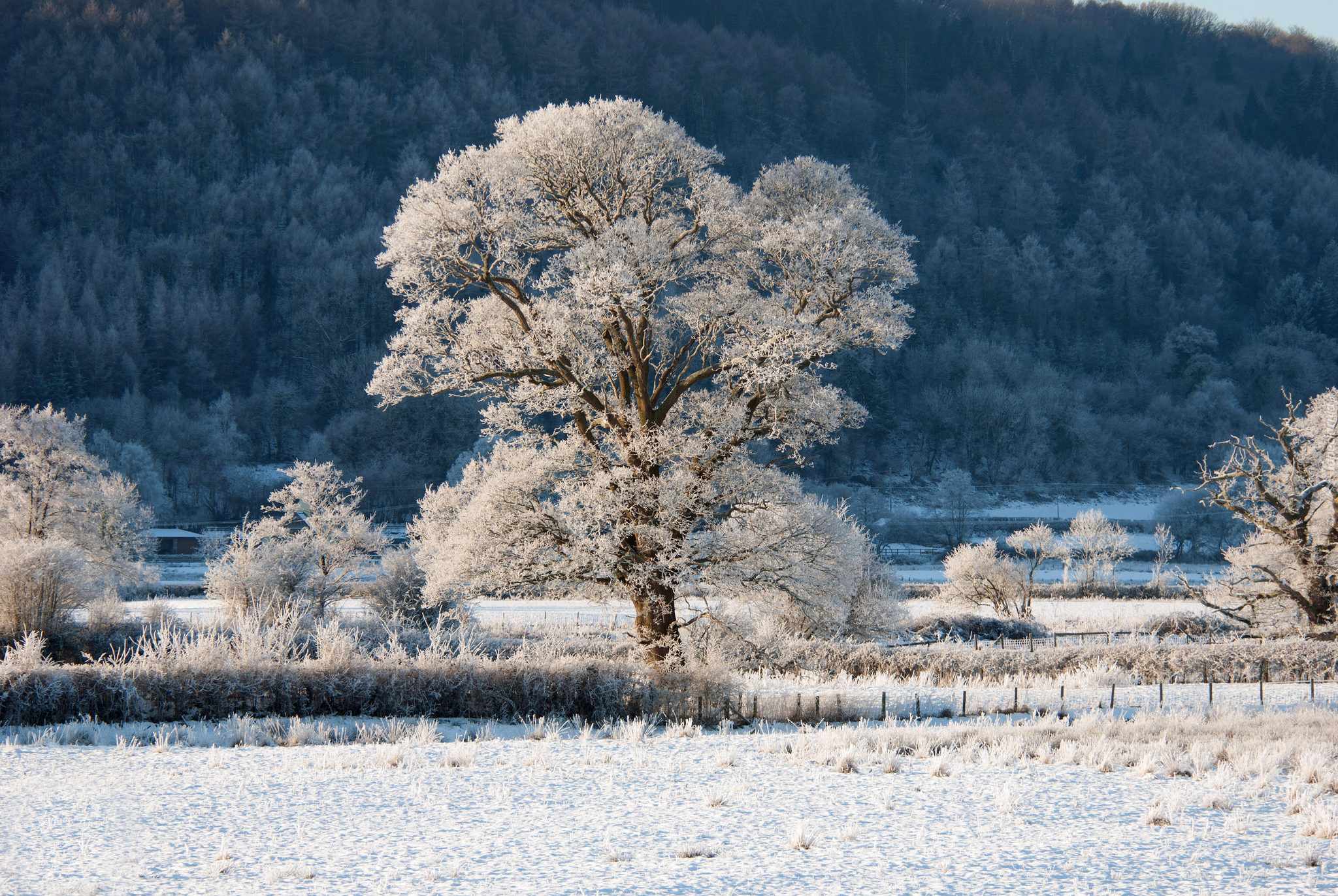 Zima, Drzewo, Pole