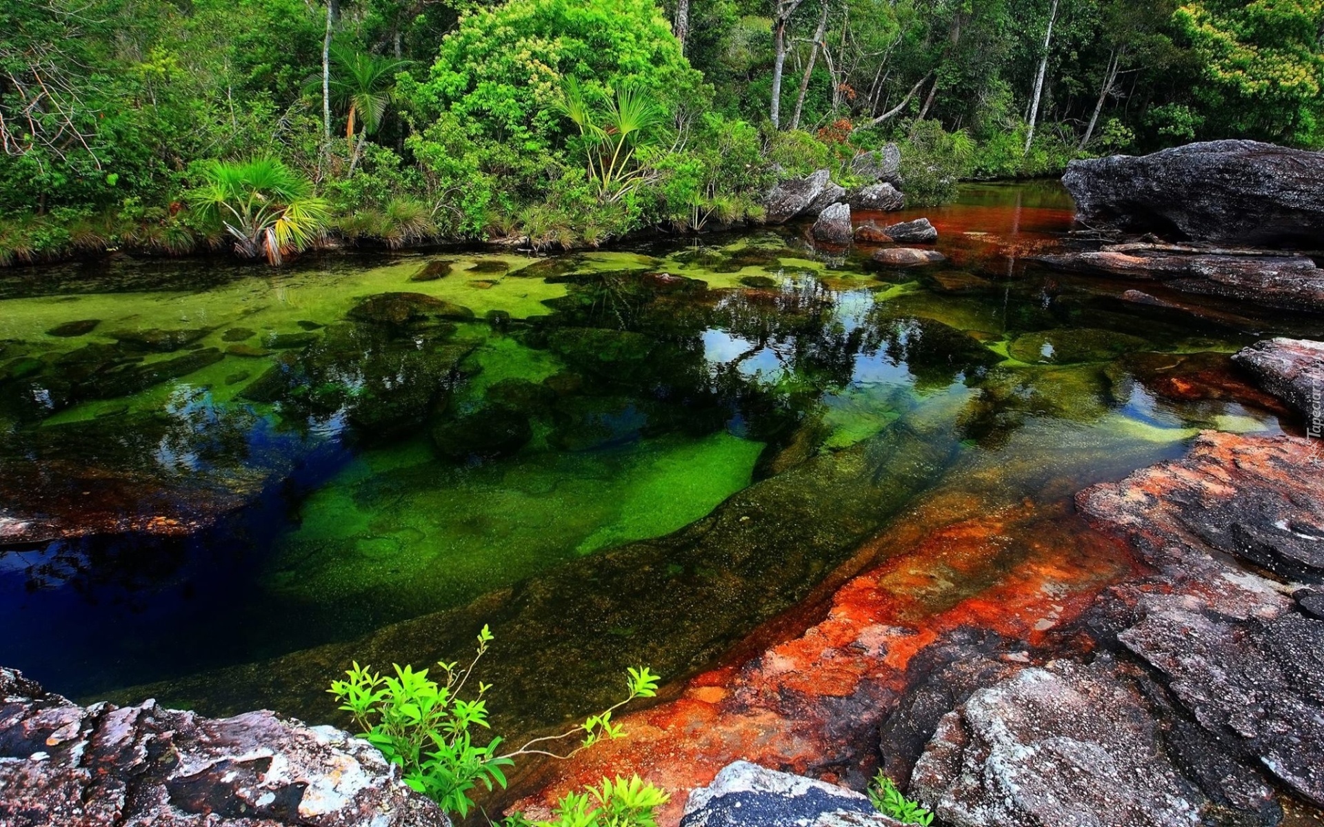 Cano Cristales, Rzeka, Pięciu, Kolorów, Kolumbia