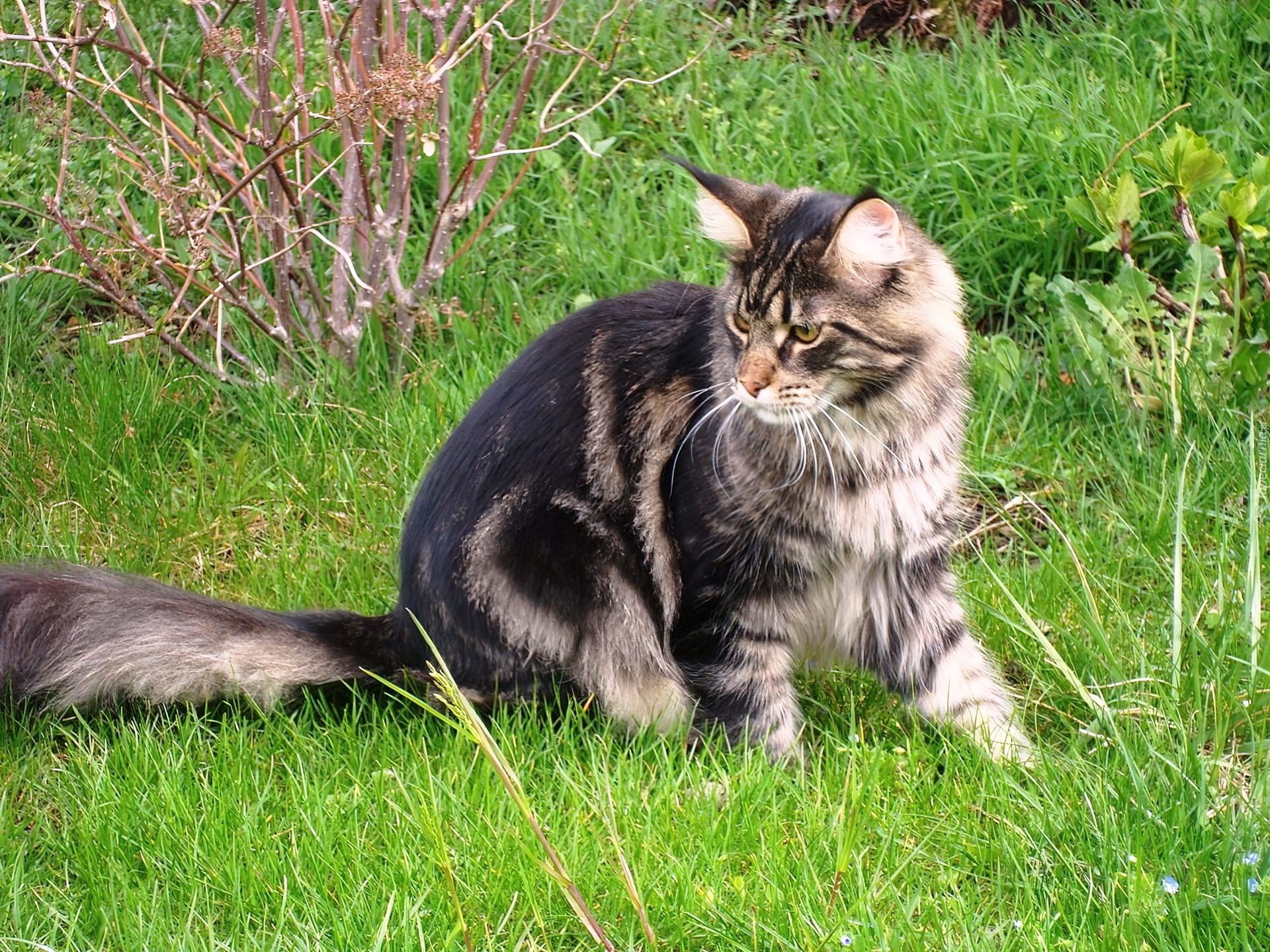 Kotek, Maine Coon, Trawa