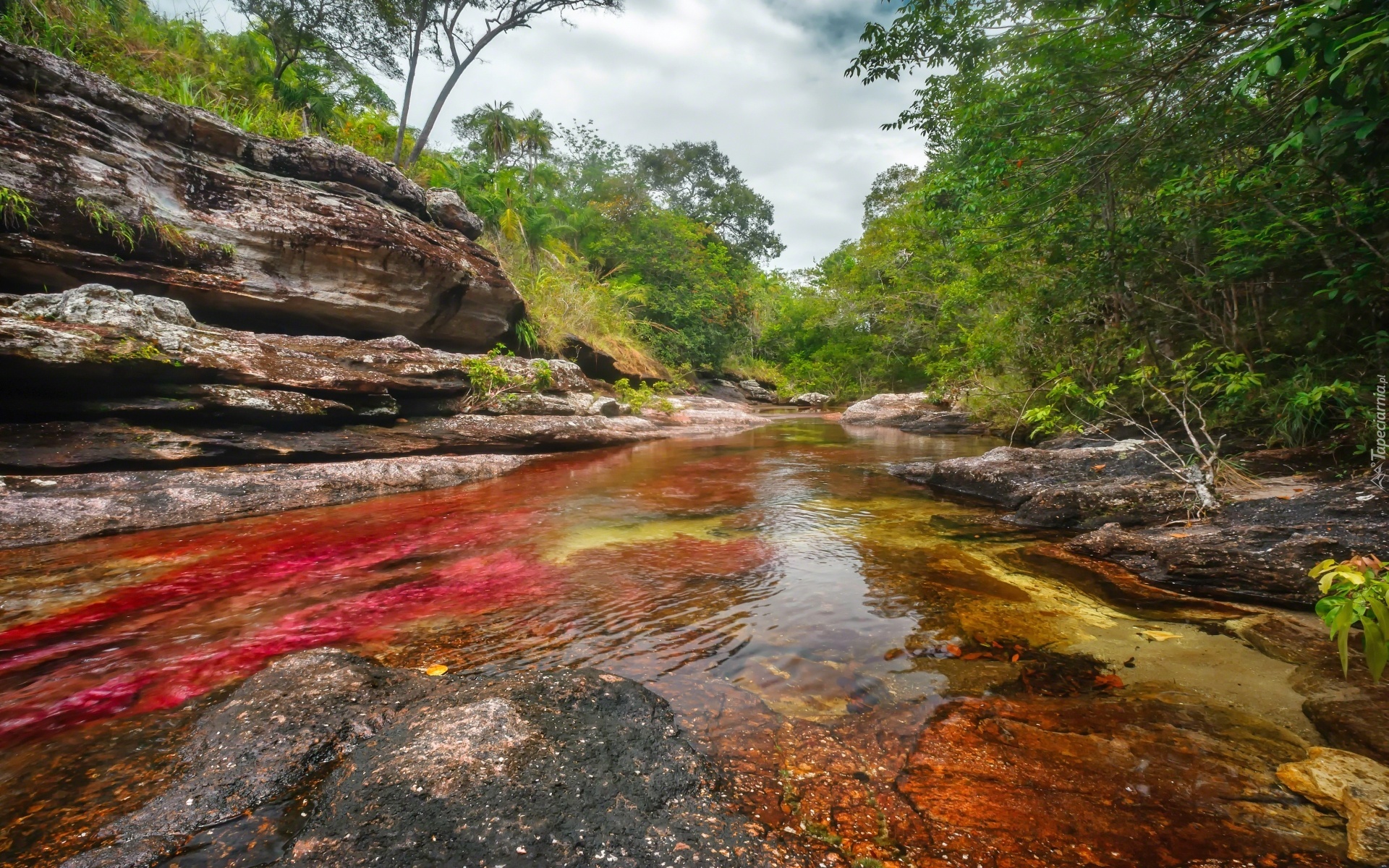 Cano, Cristales, Najpiękniejsza, Rzeka, Świata, Kolumbia