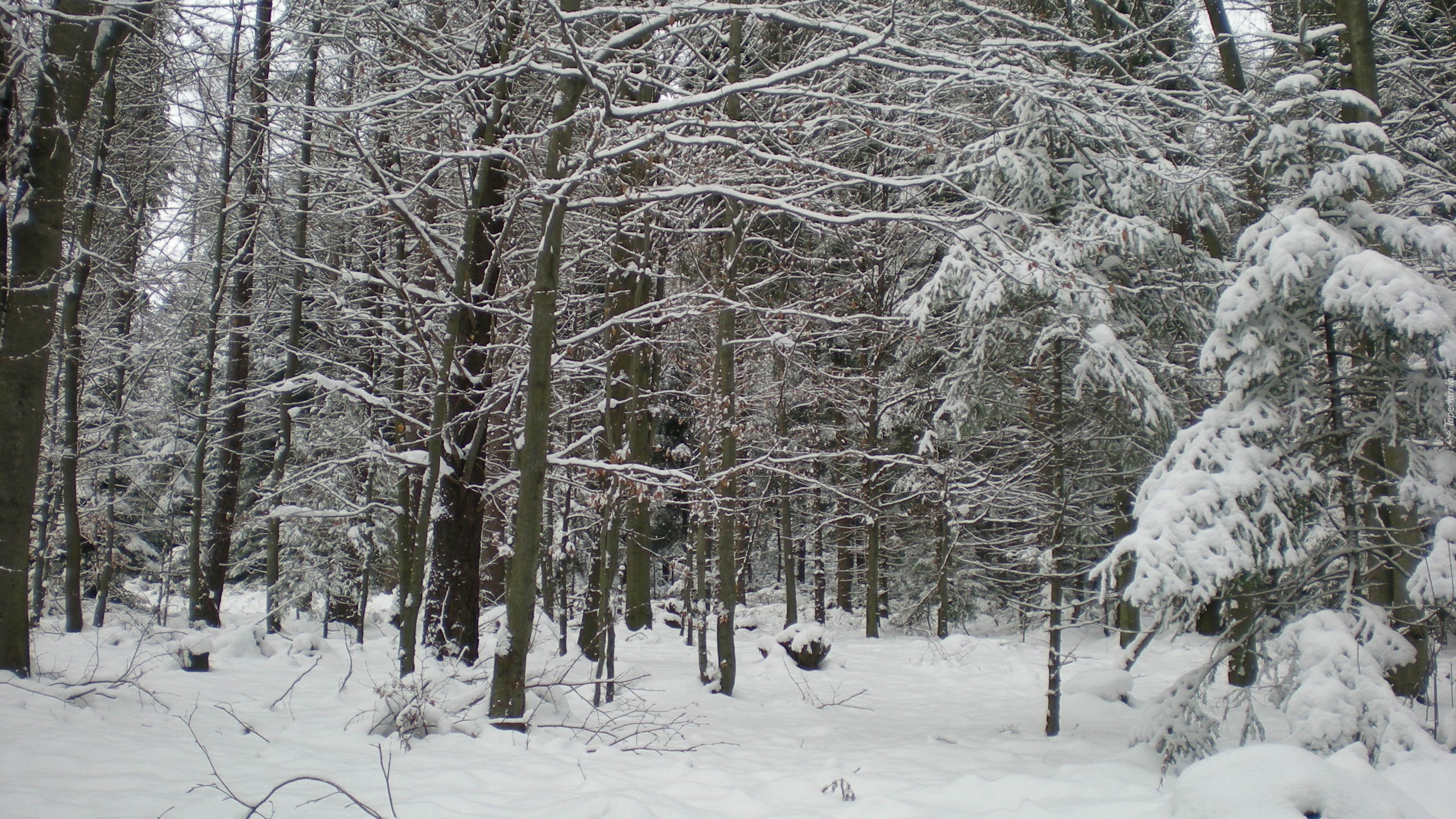 Las, śnieg