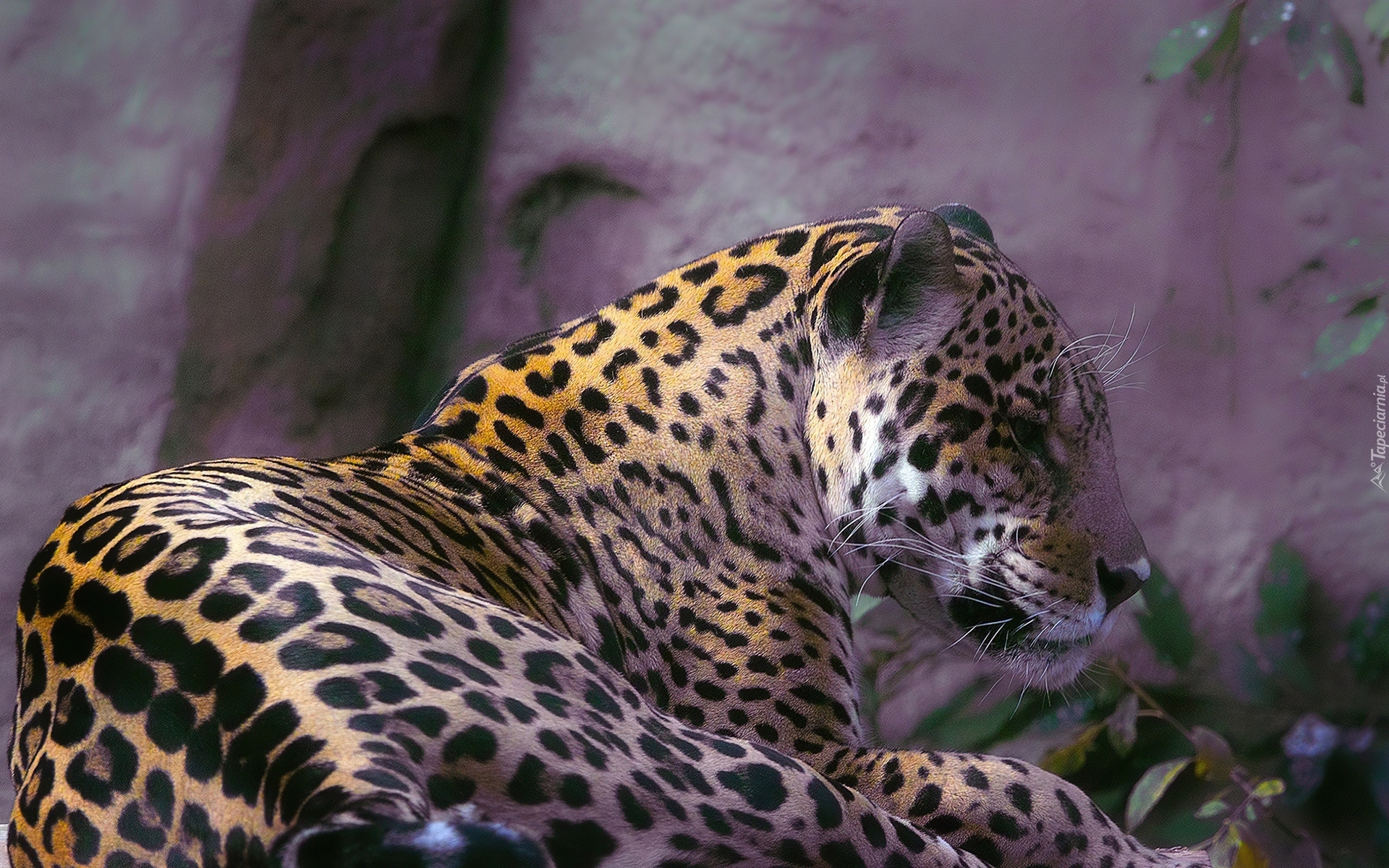 Leżący, Jaguar