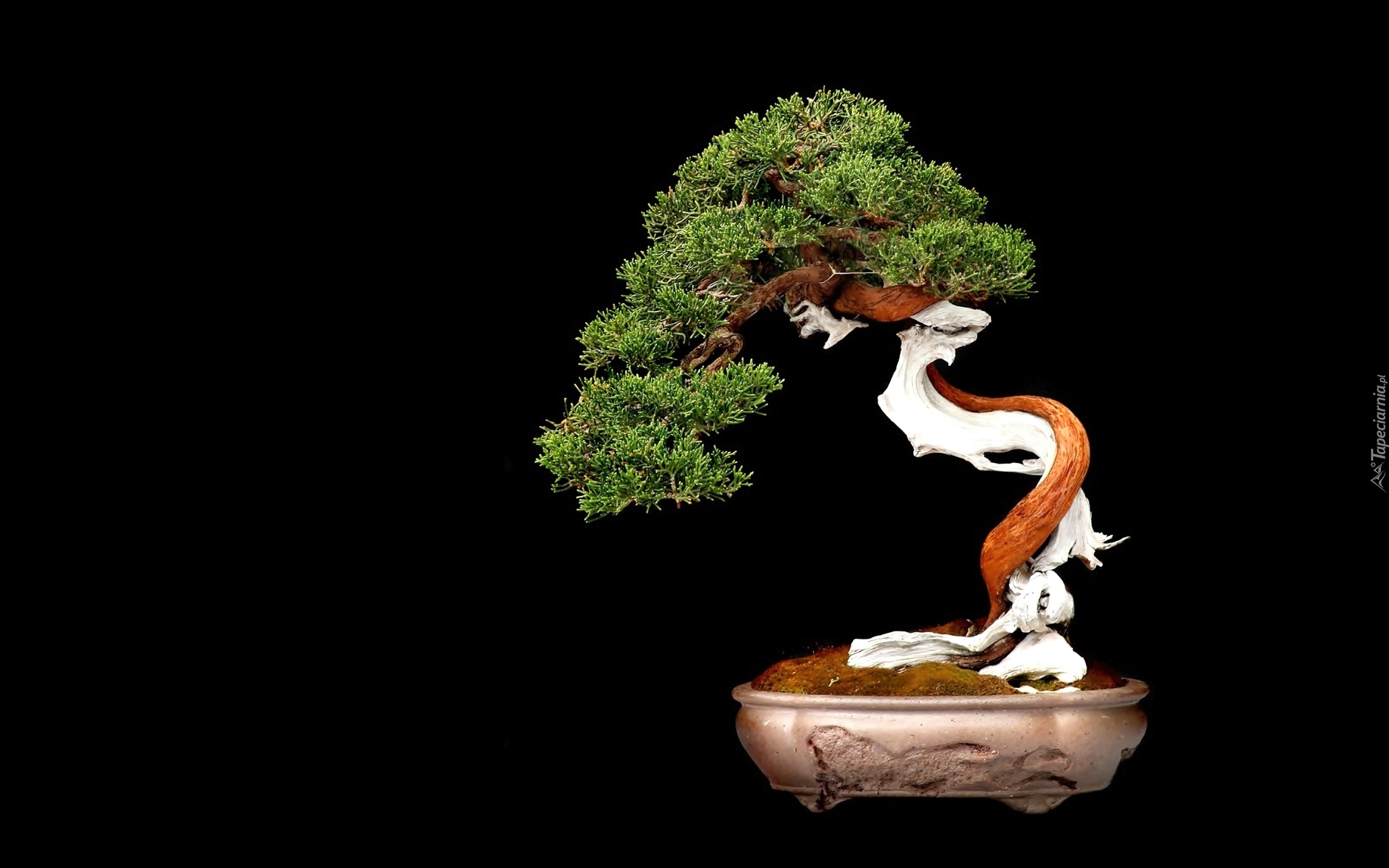 Drzewko, Bonsai, Czarne, Tło