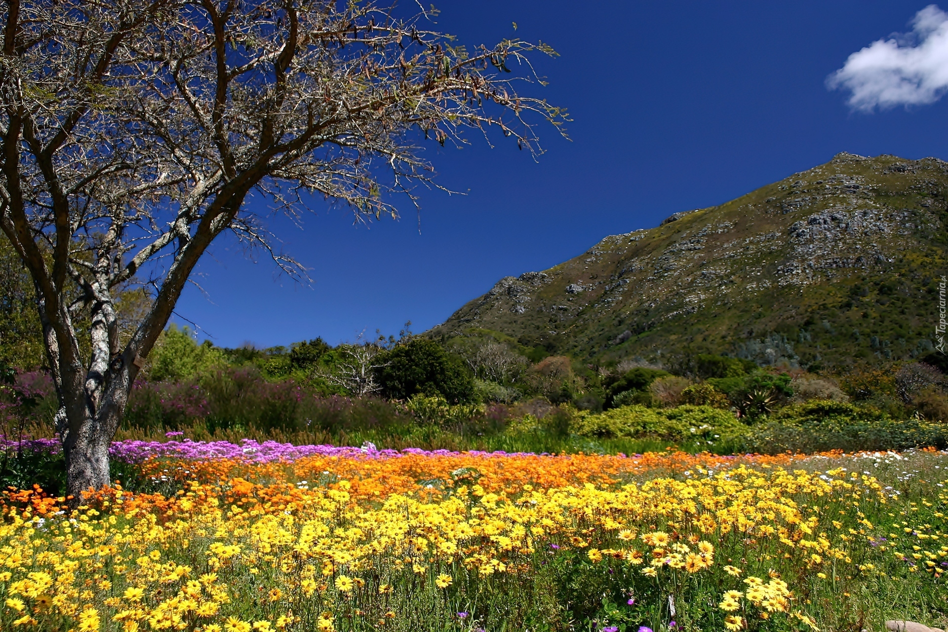 Wiosna, Wzgórza, Ogród, Botaniczny, Kirstenbosch