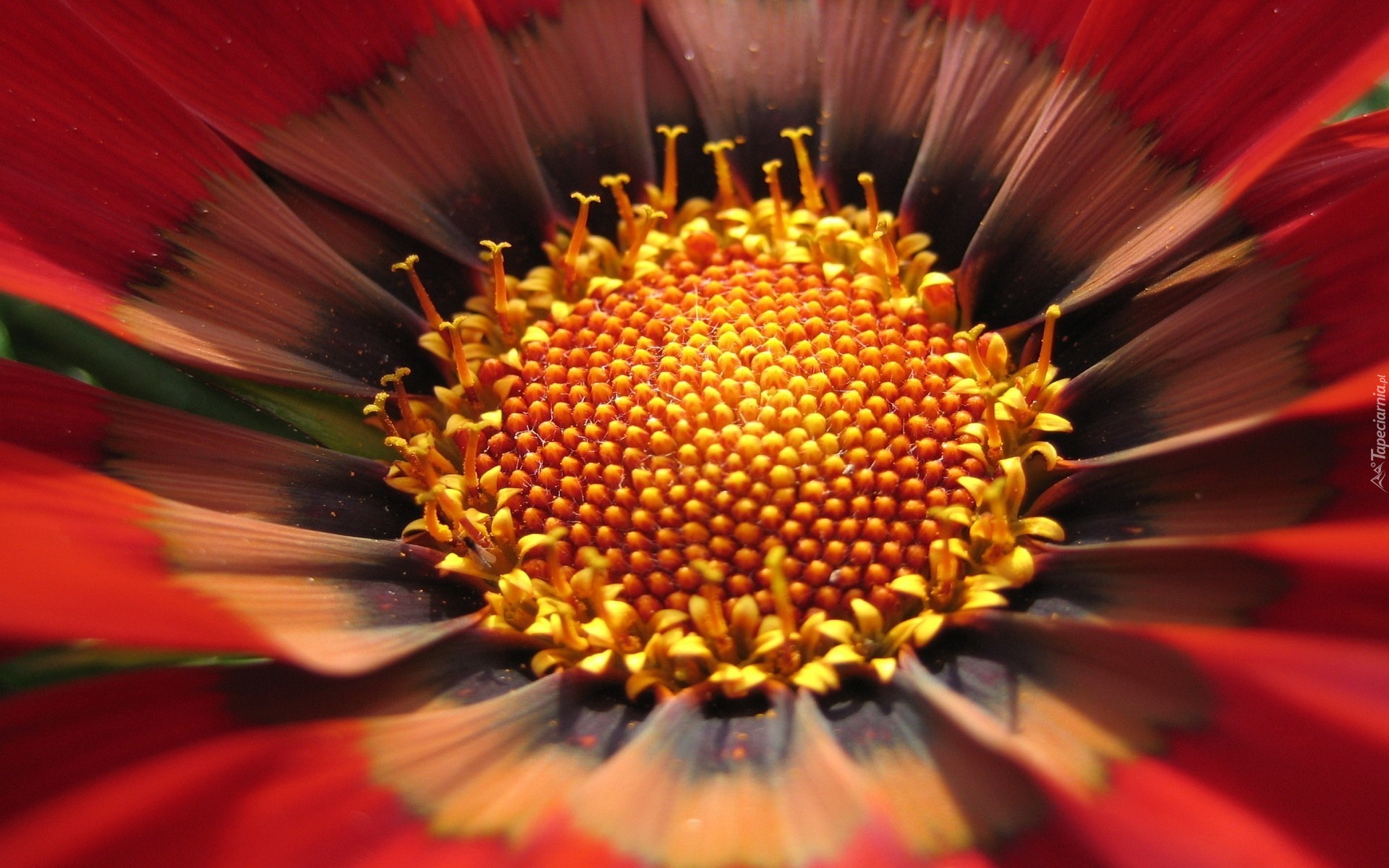 Kwiatek, Czerwona, Gazania