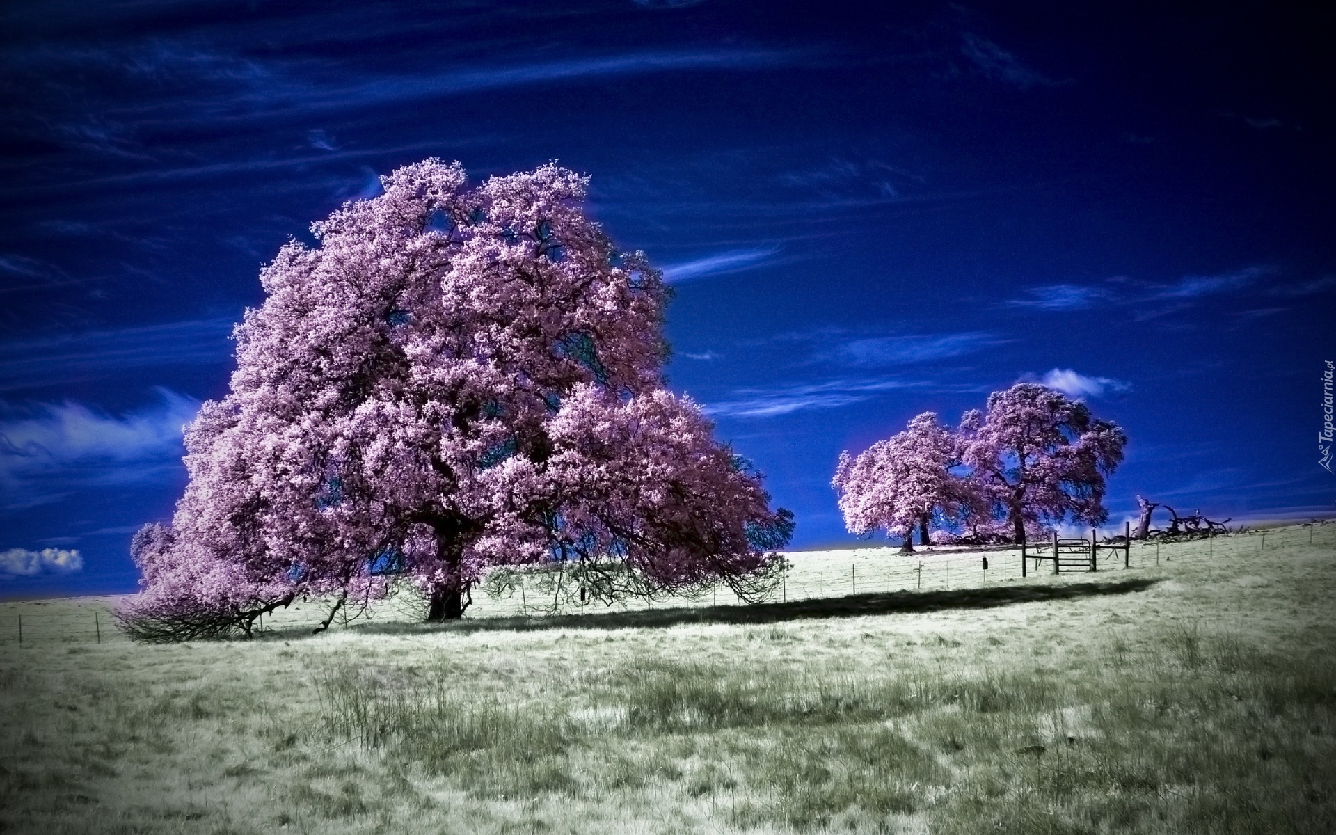 Kwitnące, Drzewa, Pole, Niebo