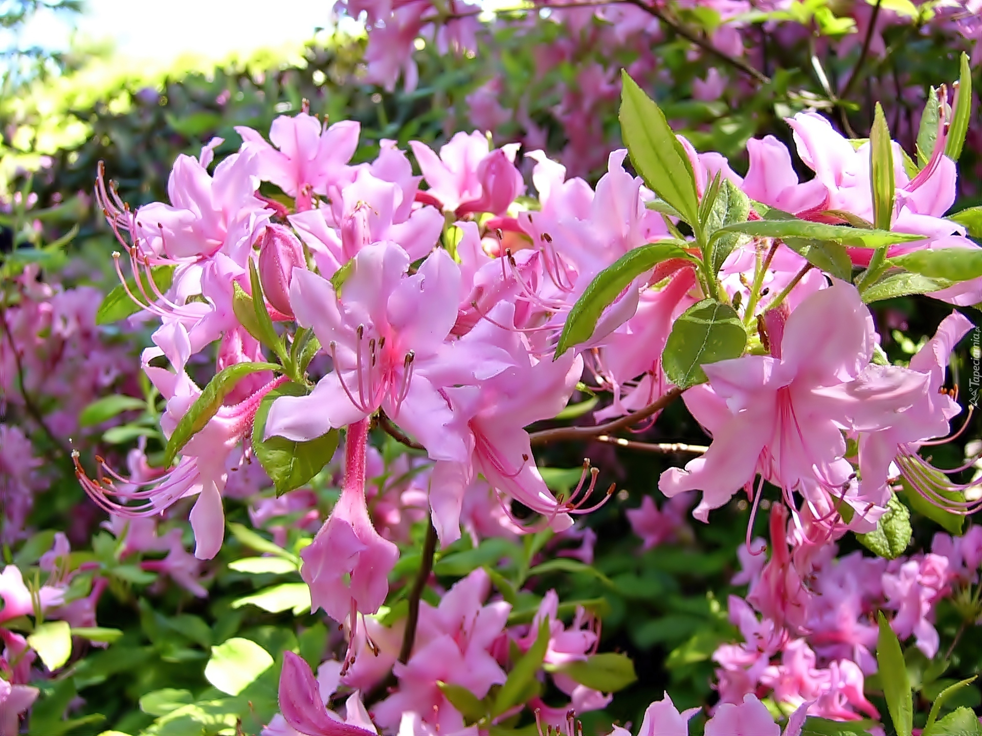 Rododendron, Różowy, Rozmycie