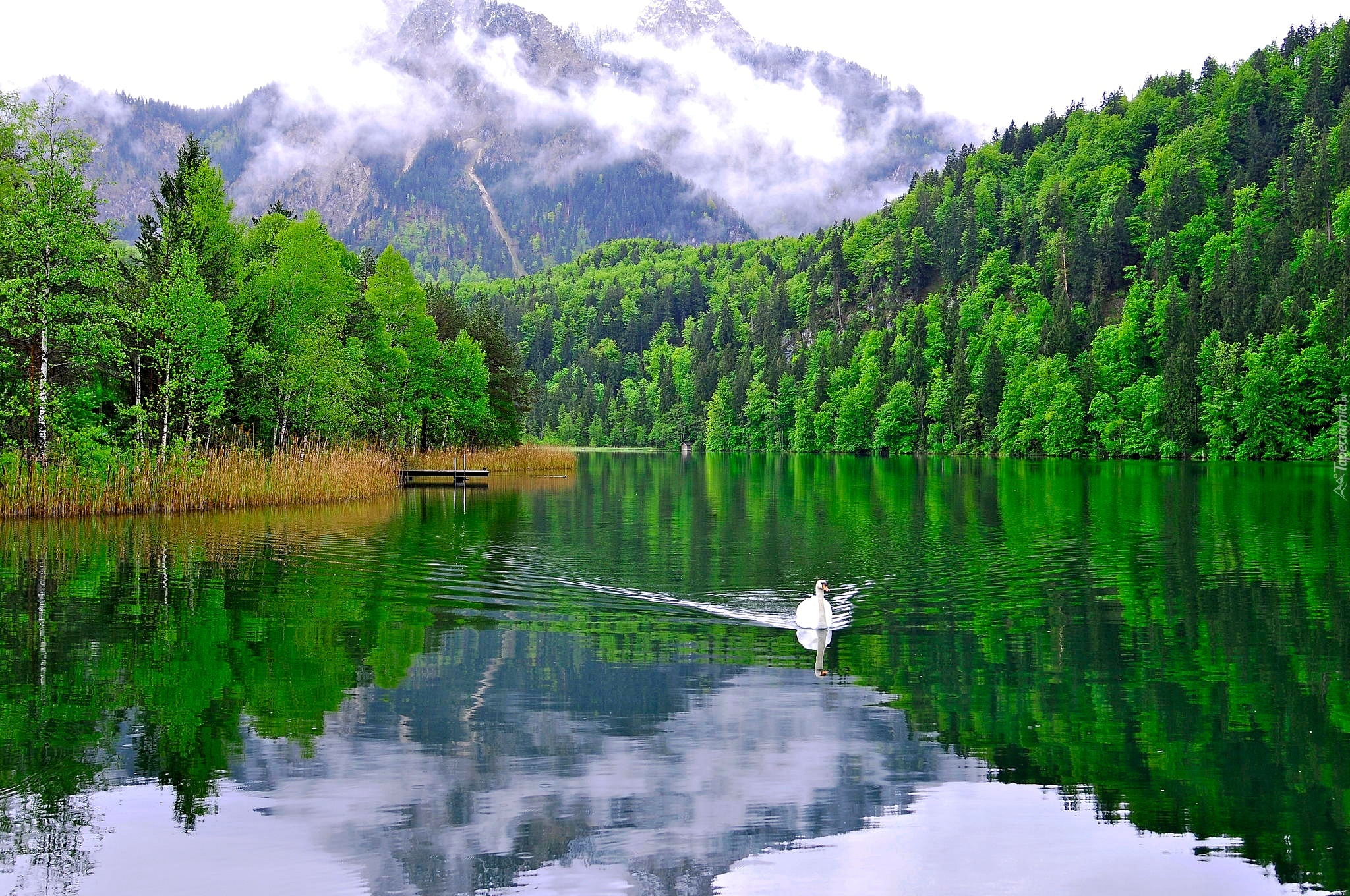 Góry, Lasy, Jezioro, Łabędz