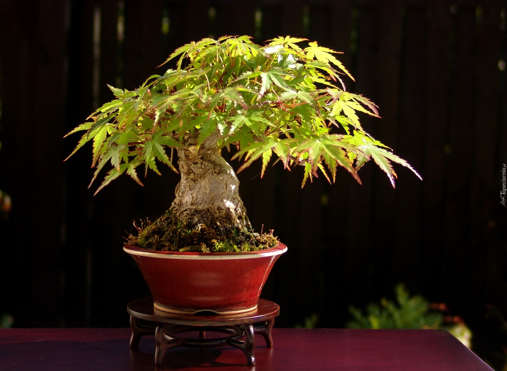 Drzewko, Bonsai