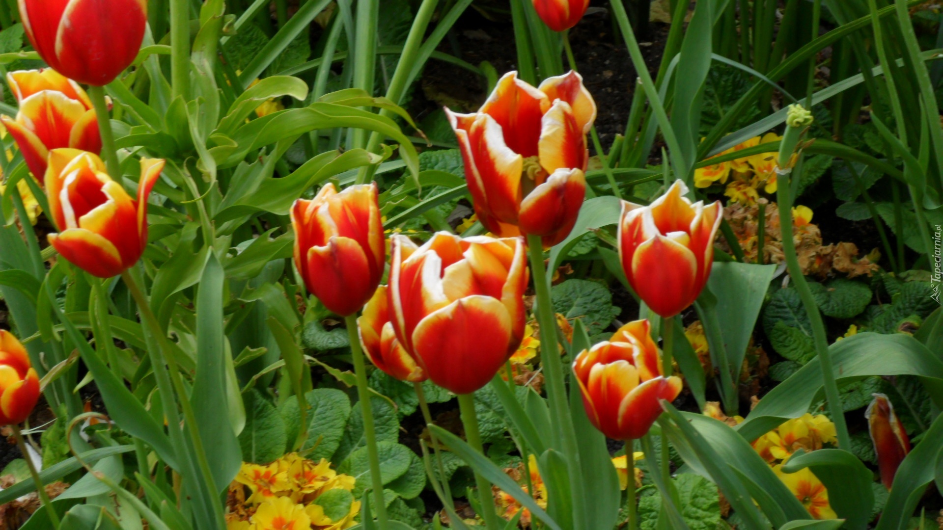 Tulipany, Listki