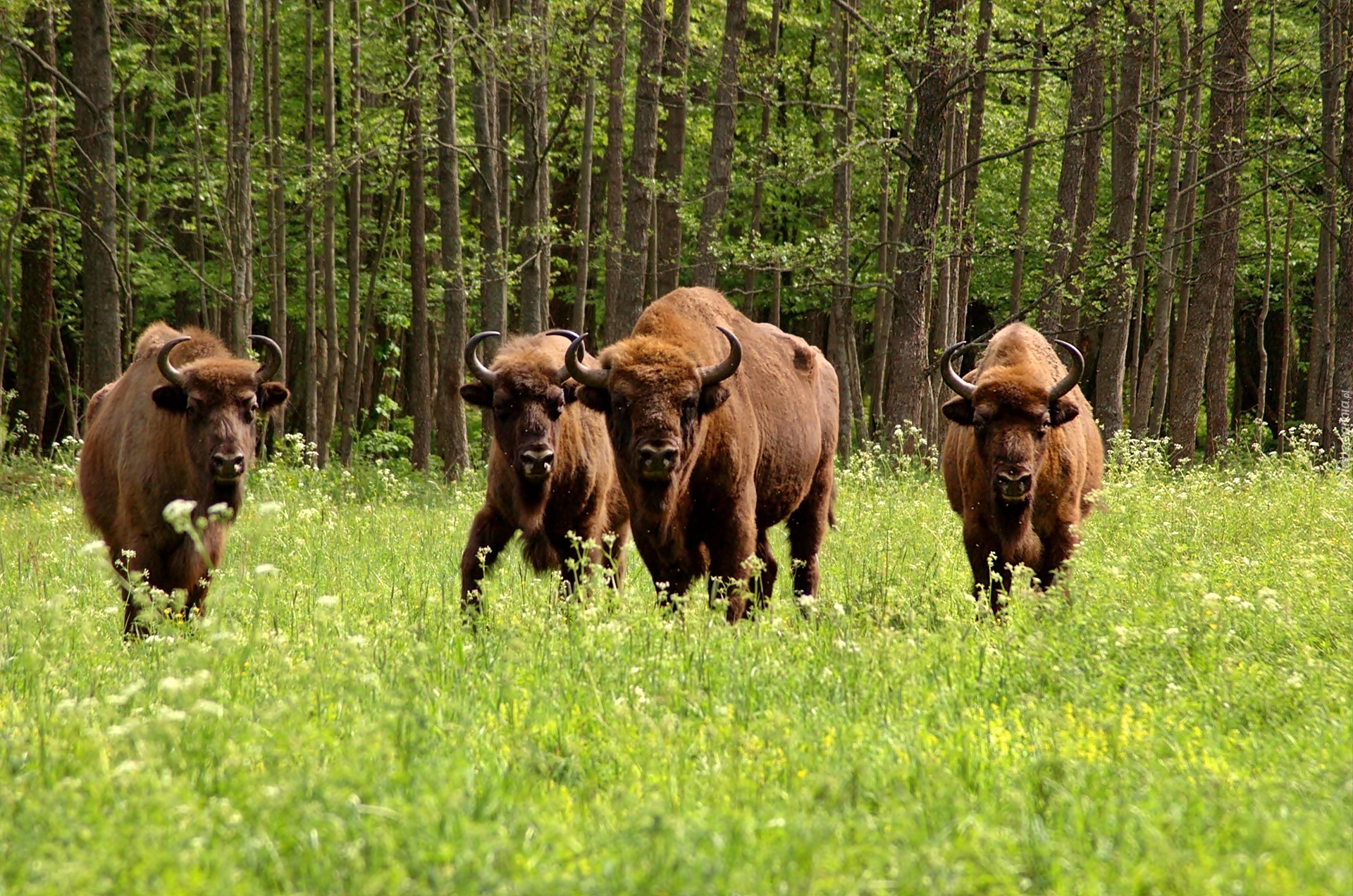 Białowieski, Park, Narodowy, Żubry