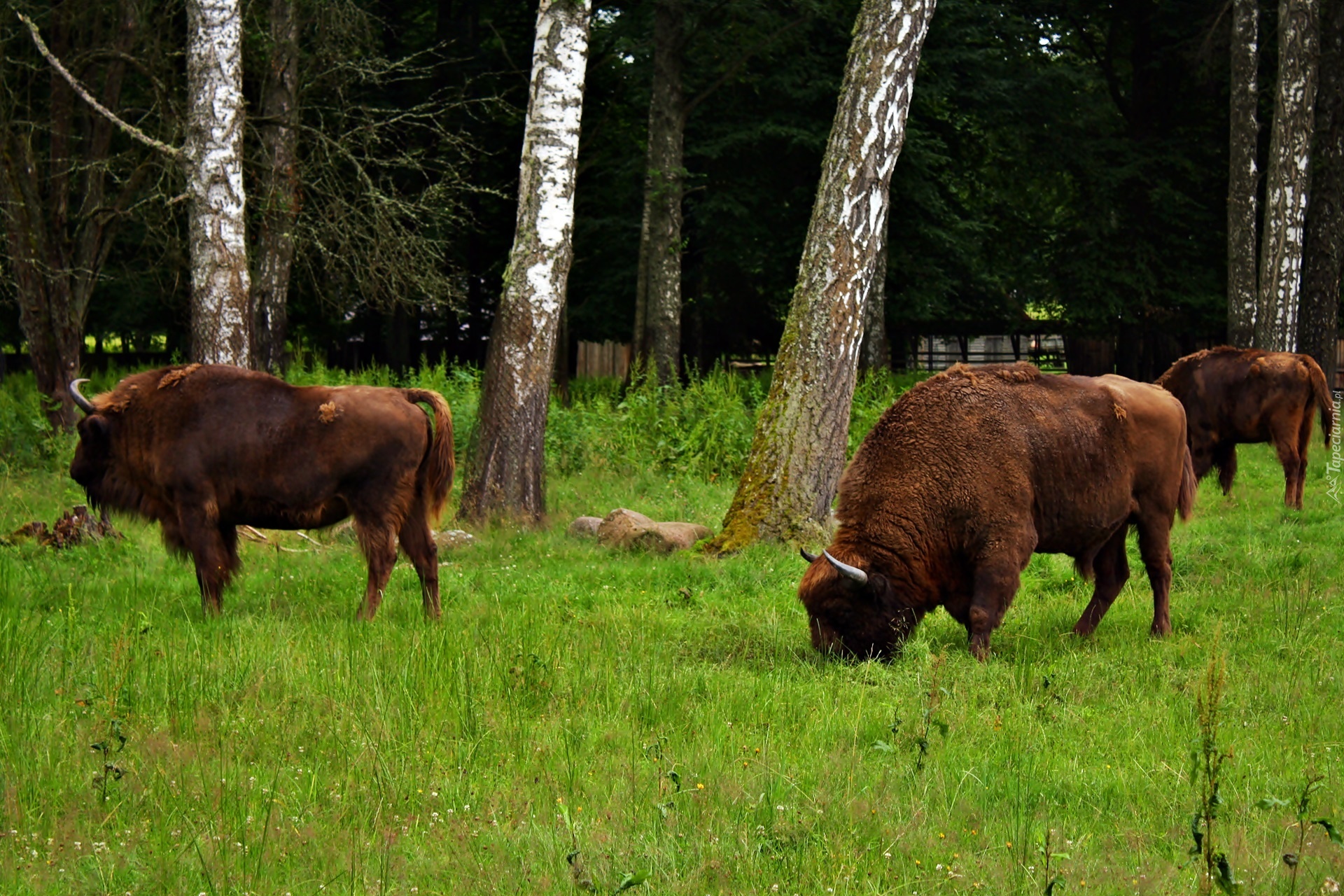 Białowieski, Park, Narodowy, Żubry