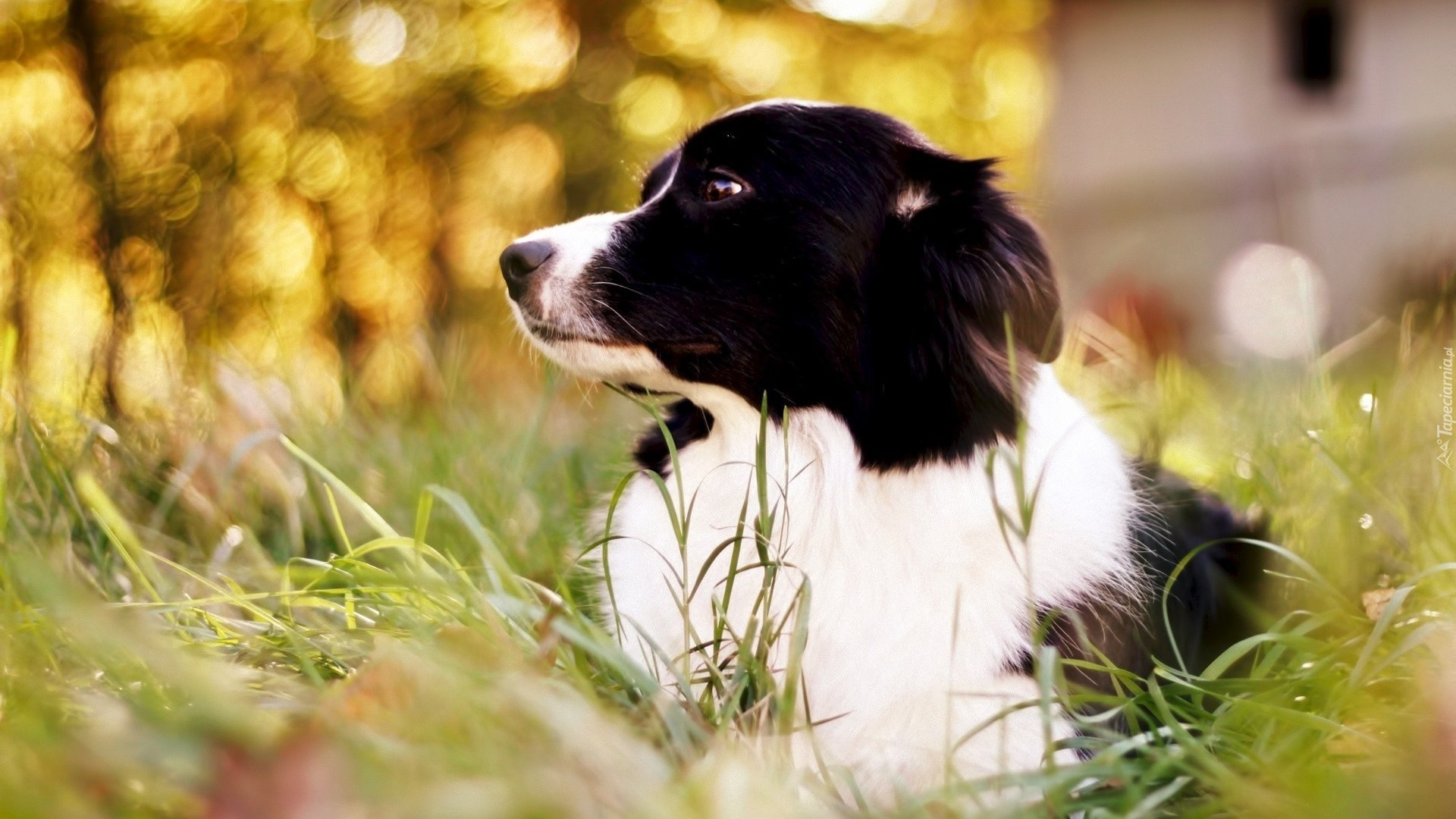 Border Collie, Trawa