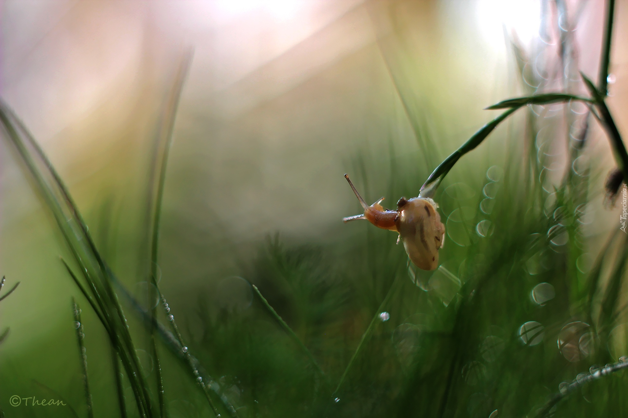 Ślimak, Źdźbła, Trawa, Bokeh