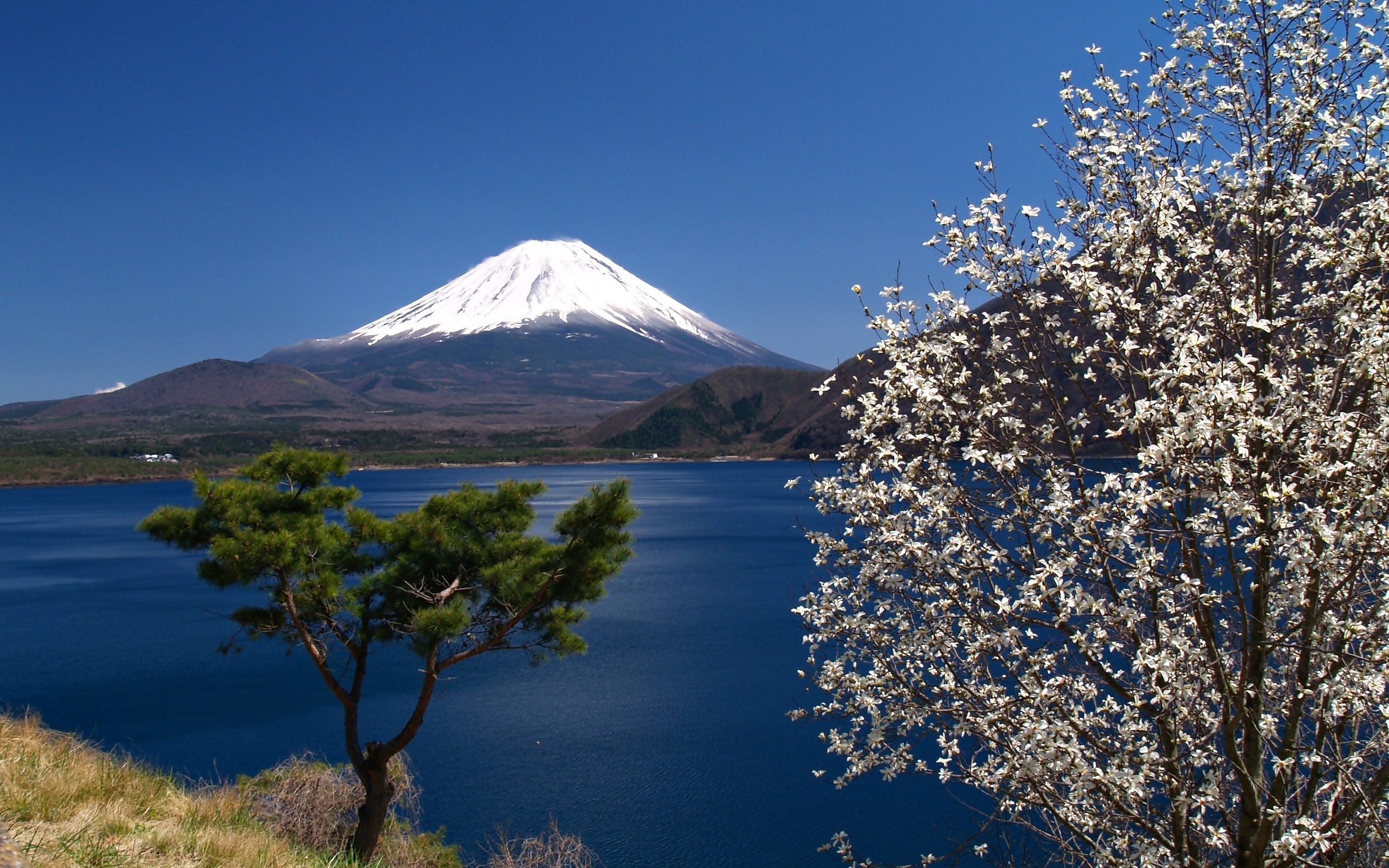 Jezioro, Kwitnące, Drzewo, Góra, Fudżi, Japonia