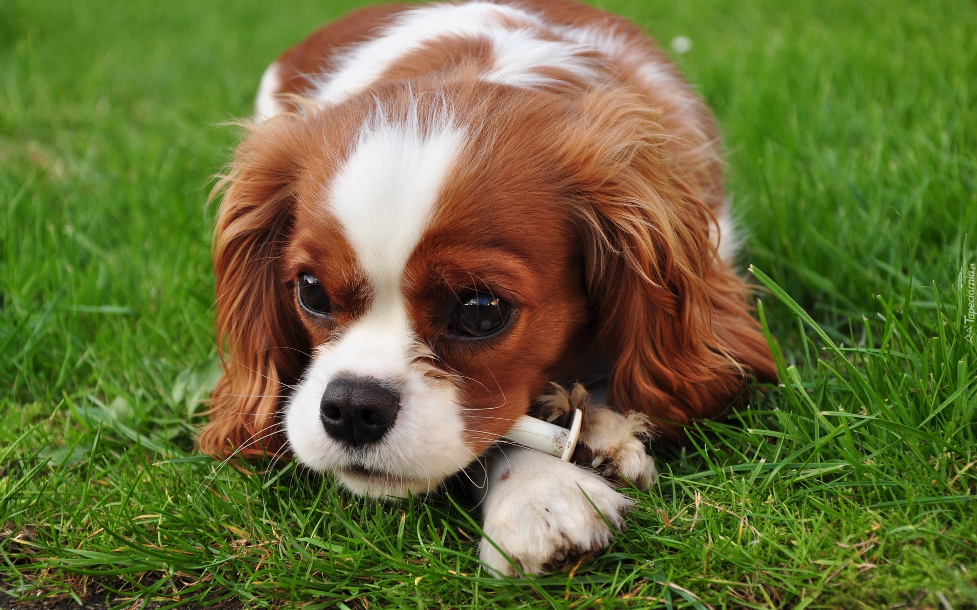 Szczeniaczek, Spaniel, Łąka