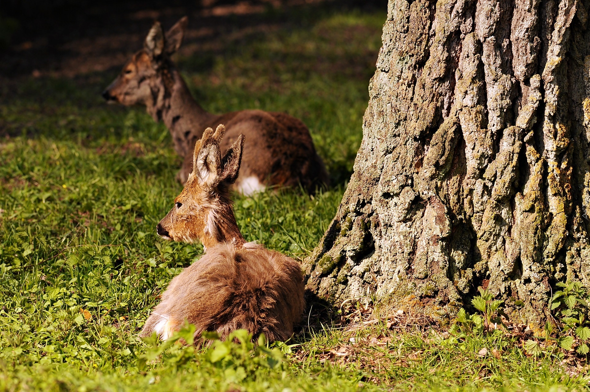 Białowieski, Park, Narodowy, Jelonki, Rozmycie