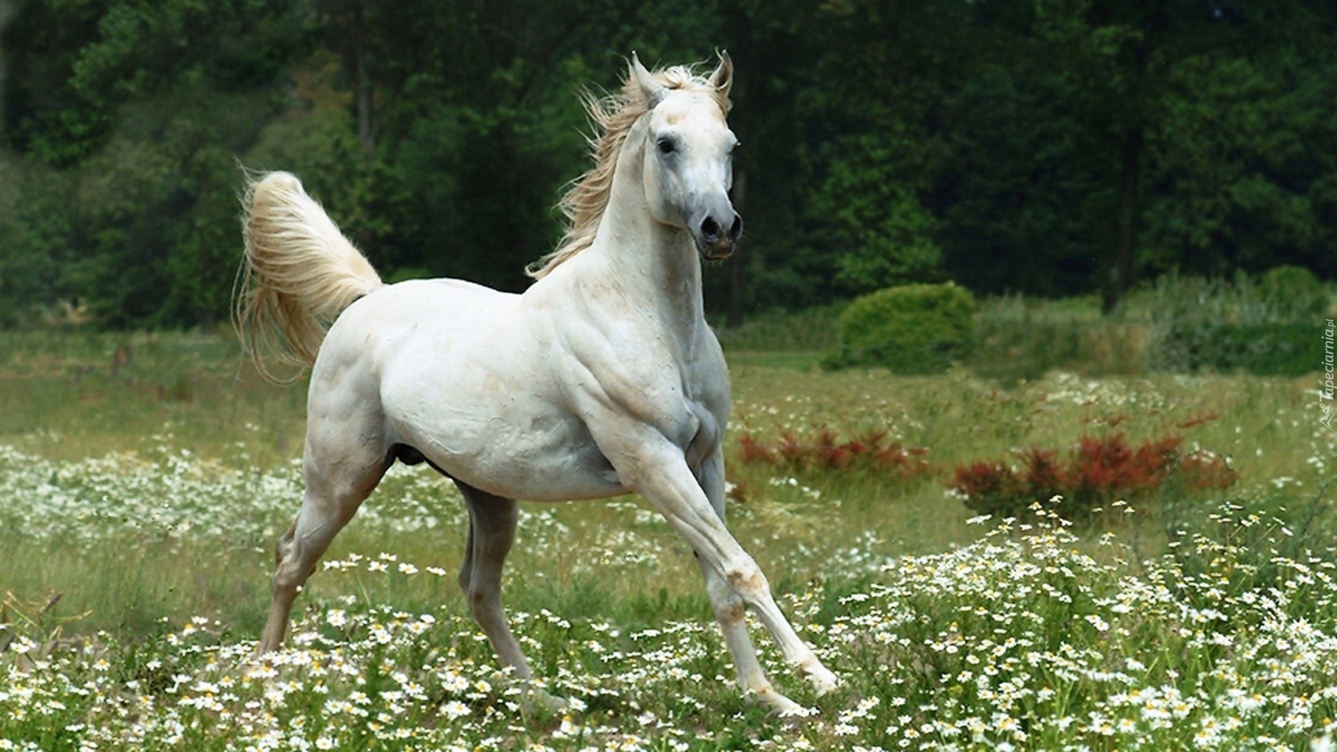 Biały, Koń, Łąka