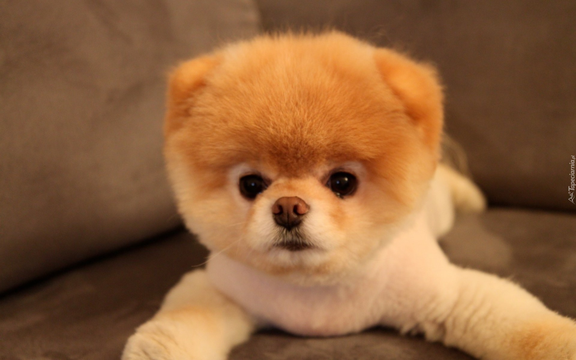 Szczeniak, Szpic miniaturowy, Pomeranian
