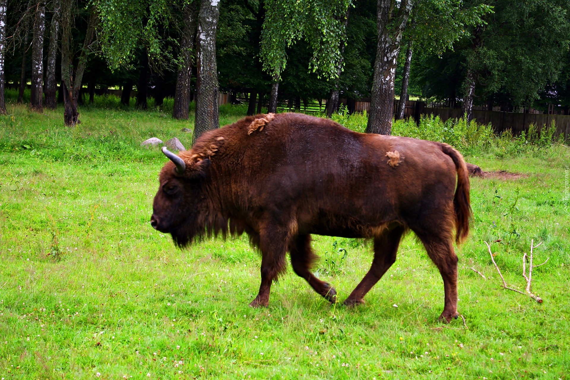 Białowieski, Park, Narodowy, Żubr