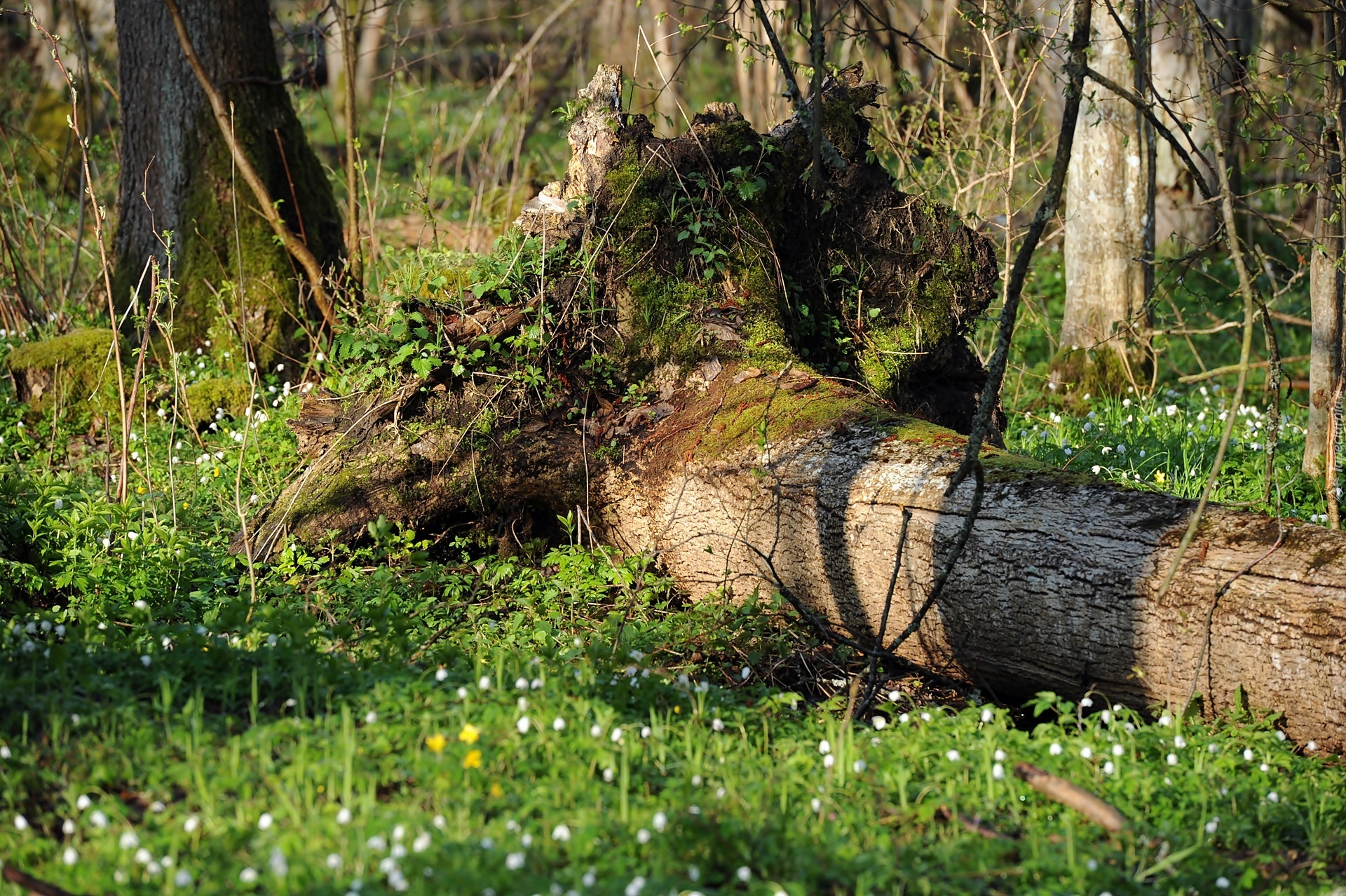 Białowieski, Park, Narodowy, Powalone, Drzewo