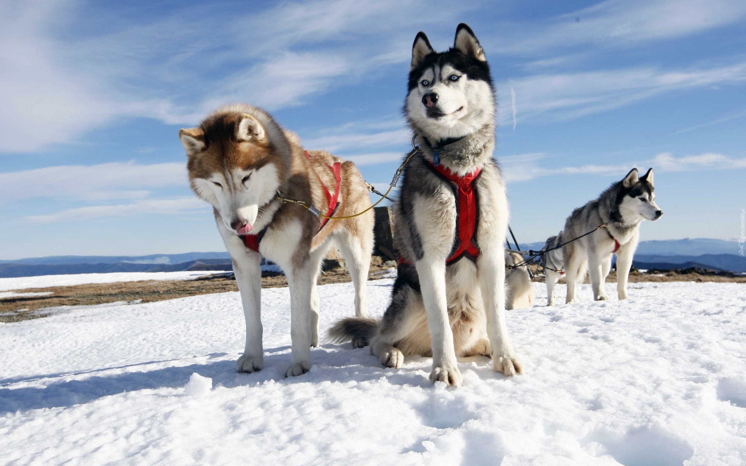 Psy, Husky, Zaprzeg, Sanie, Góry, Zima