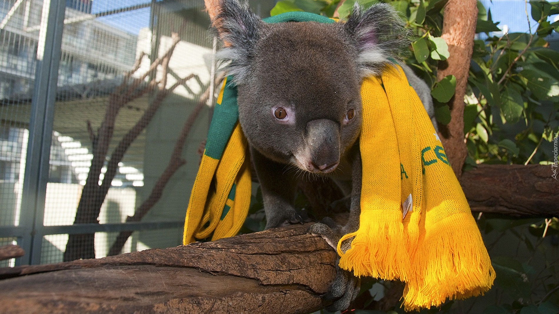 Miś, Koala, Szalik