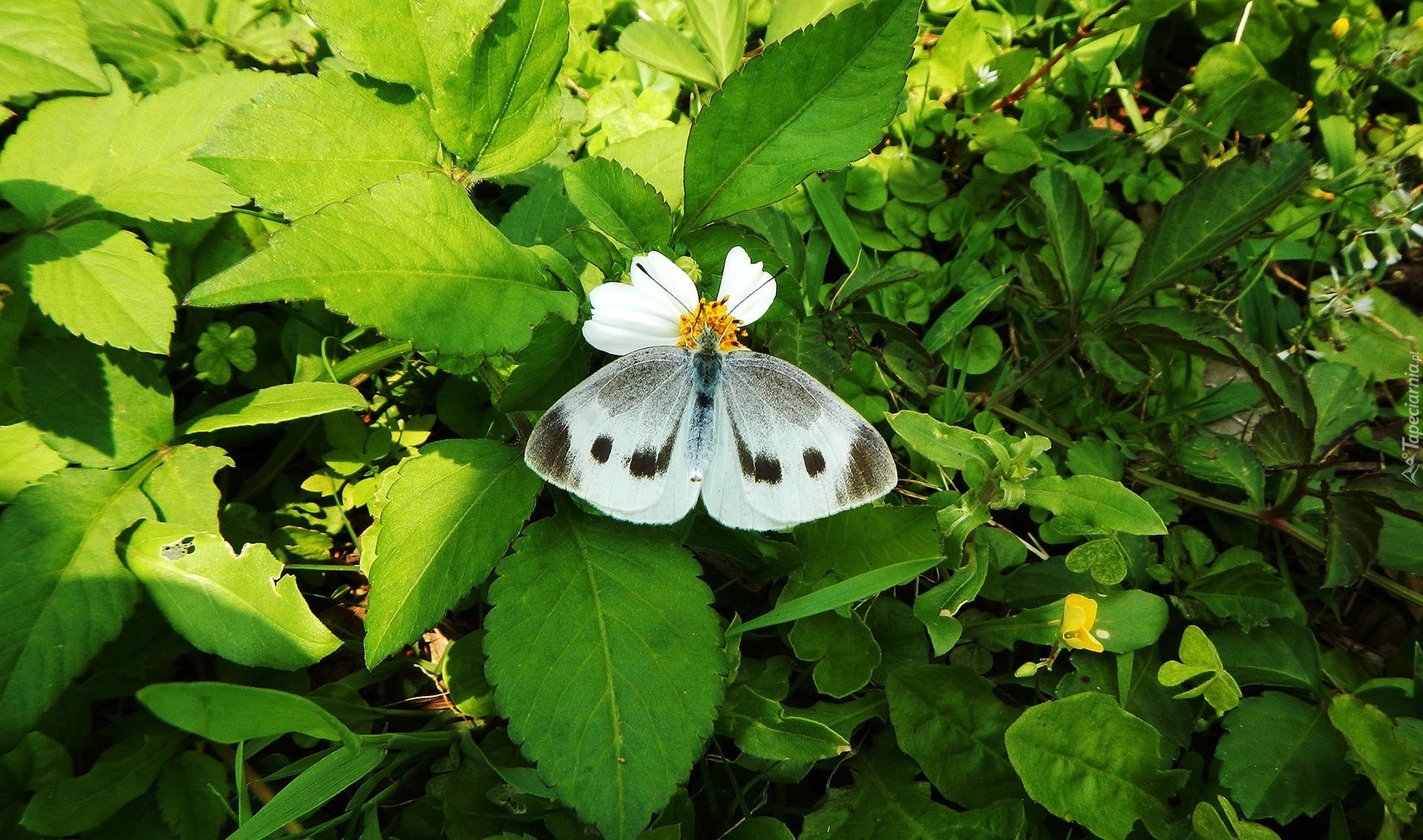 Biały, Motyl, Bielinek