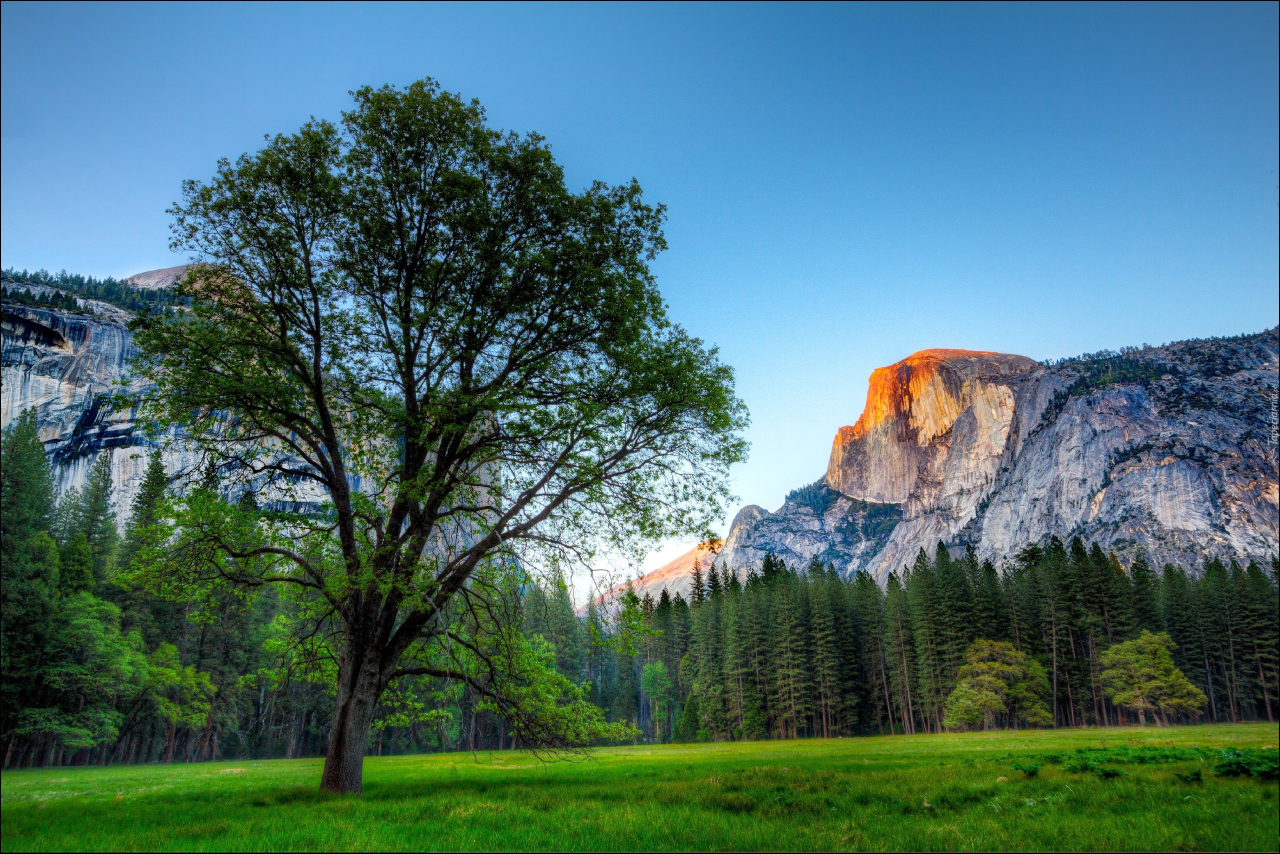 Stany Zjednoczone, Stan Kalifornia, Park Narodowy Yosemite, Góry, Drzewa, Las