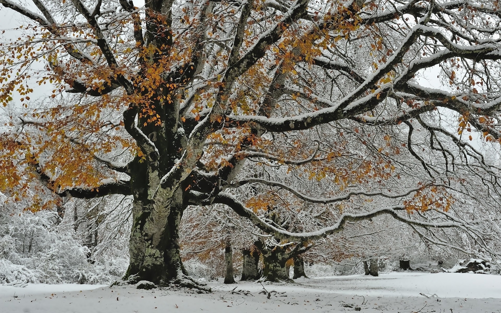 Zima, Park, Ośnieżone, Drzewo