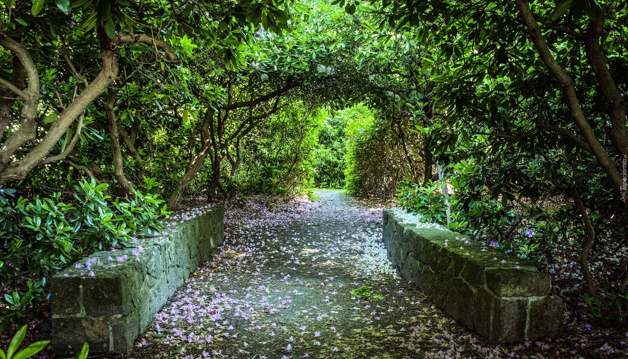 Park, Zieleń, Aleja, Opadłe, Płatki, Kwiatów