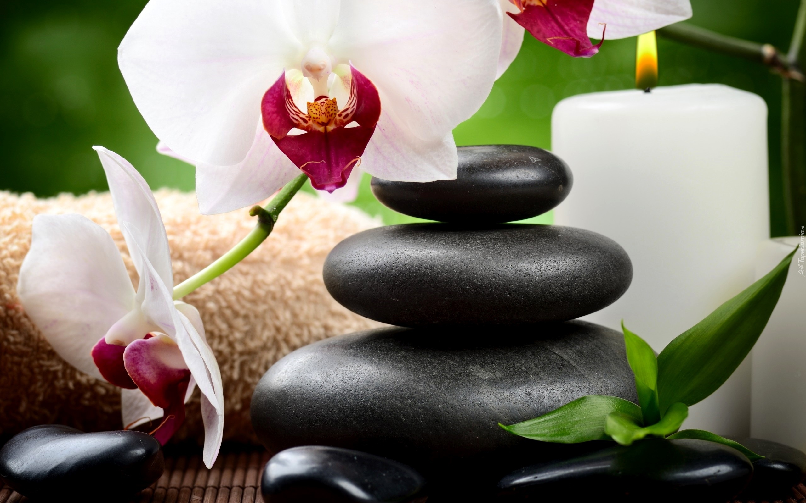 Orchidea, Świeca, Kamienie, SPA, Kompozycja  Świeca
