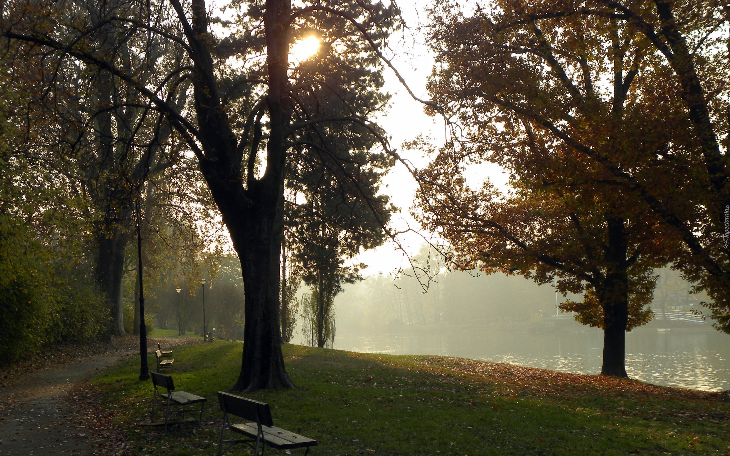 Park, Alejka, Rzeka, Ławki, Mgła, Promienie, Słońca, Poranek