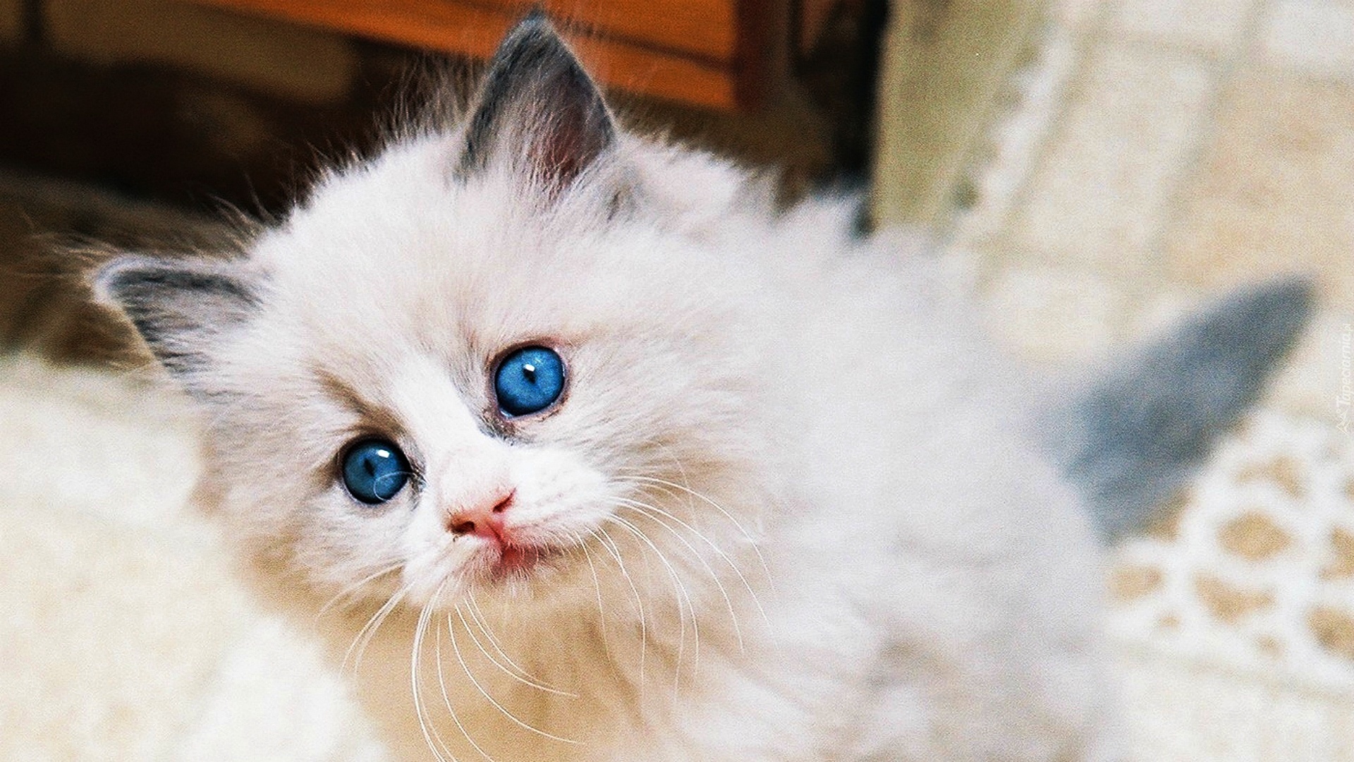 Kotek, Ragdoll, Niebieskie, Oczy