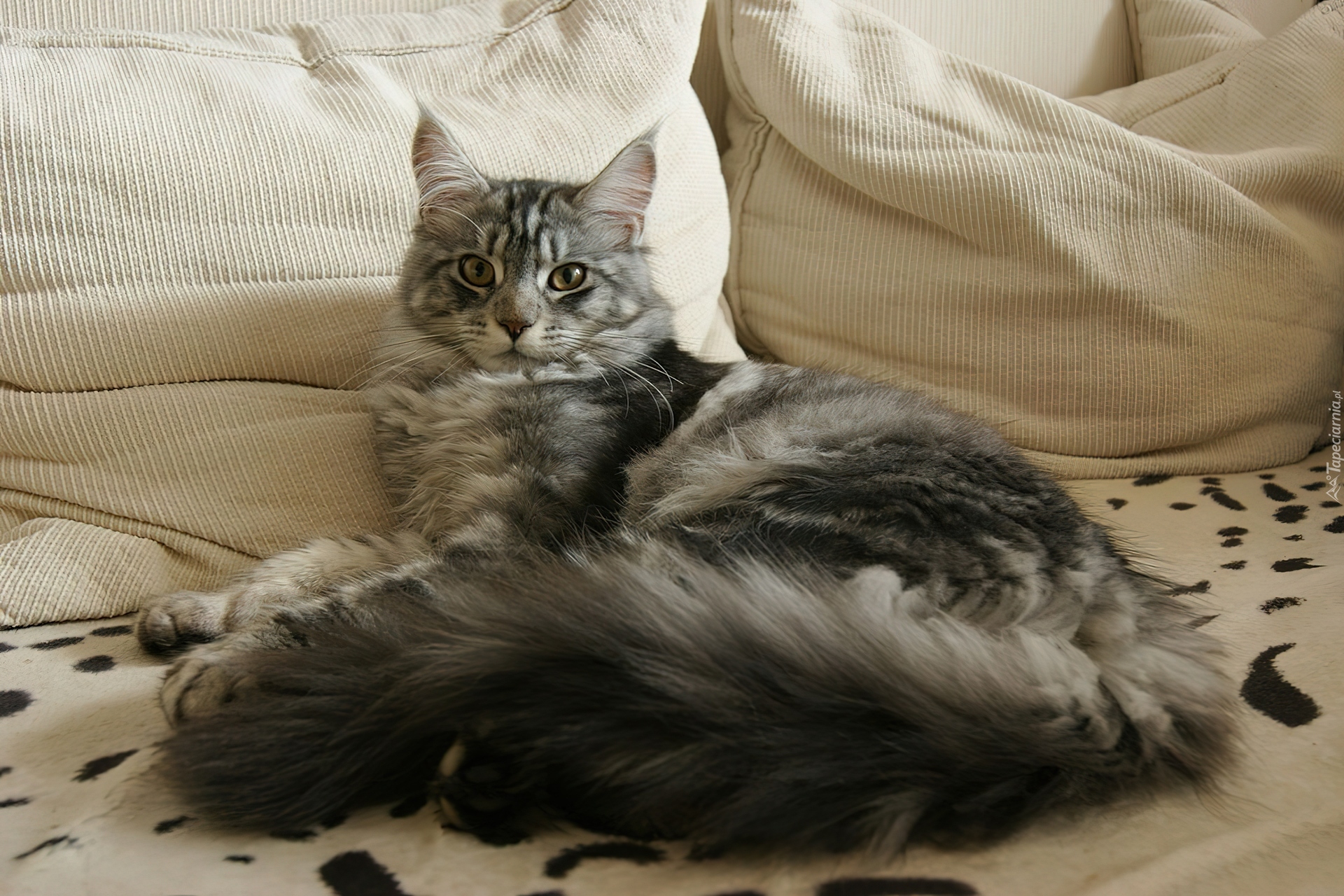 Kotek, Maine Coon, Poduszki