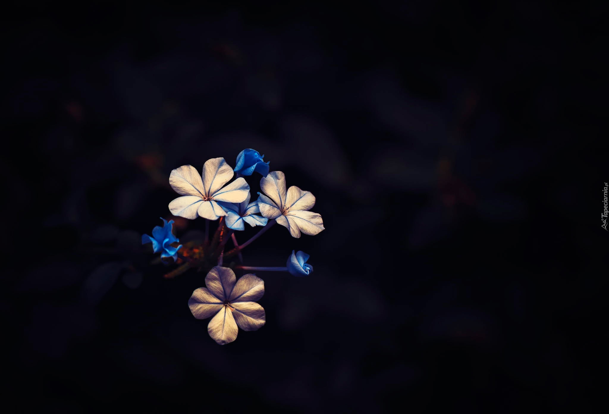 Niebieskie, Białe, Kwiatki, Kwiatuszki