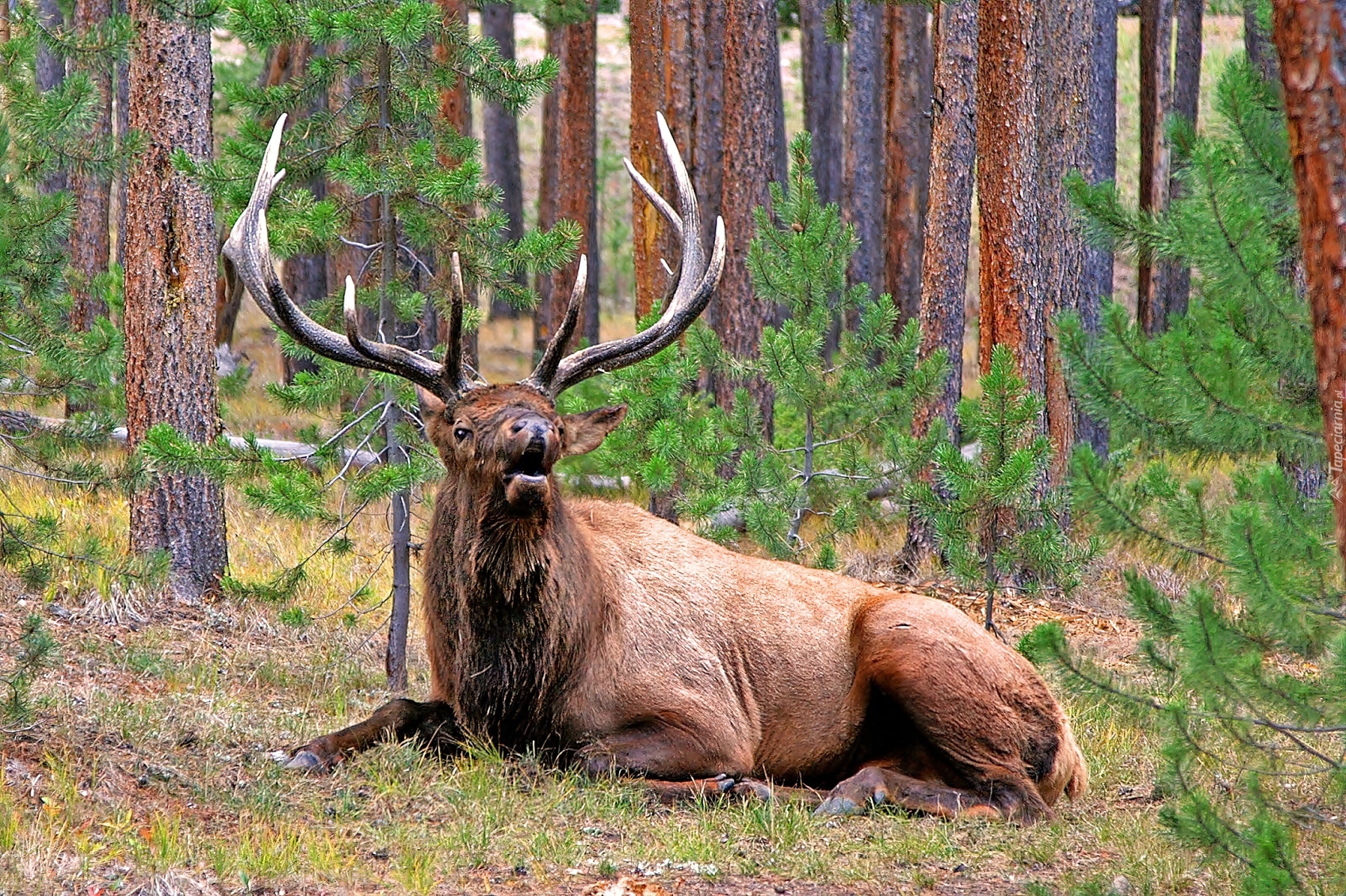 Las, Jeleń, Park, Narodowy, Yellowstone