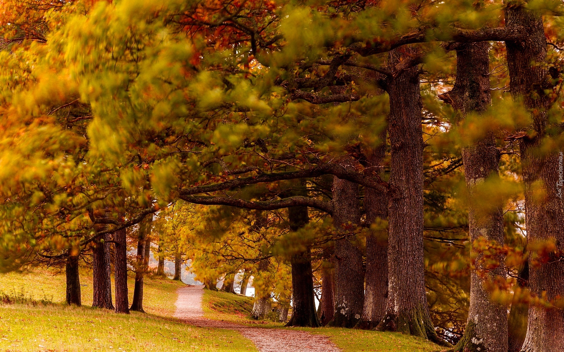 Park, Aleja, Szpaler Drzew, Jesień