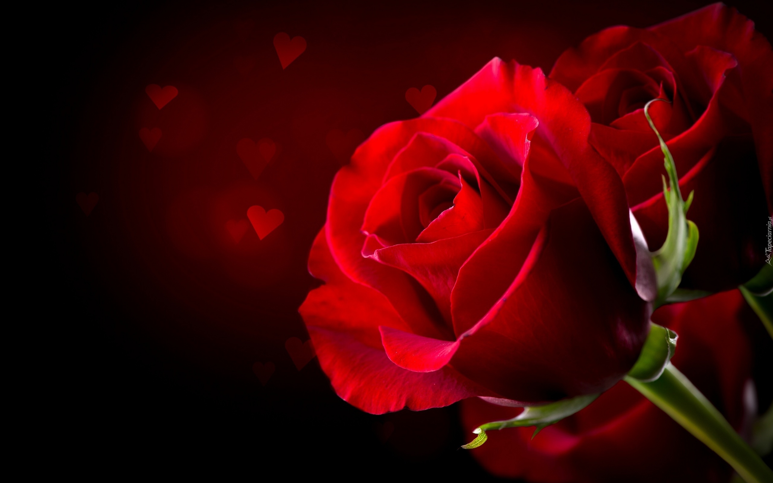 Walentynki, Serca, Czerwone, Róże
