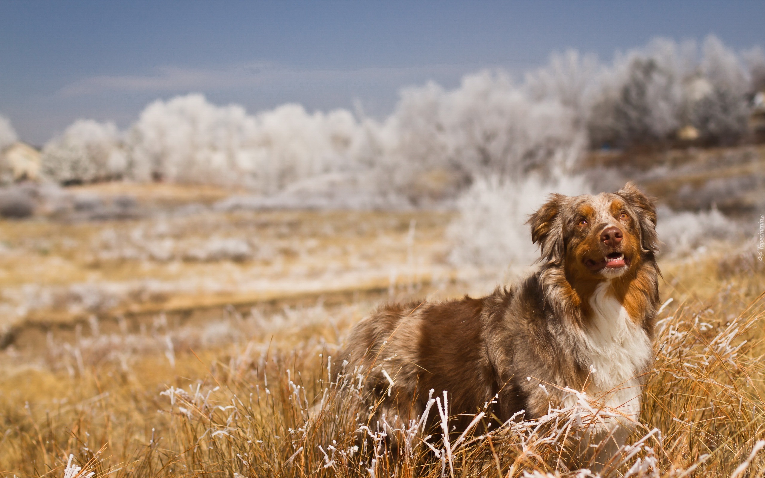 Owczarek australijski, Australian shepherd, Trawa