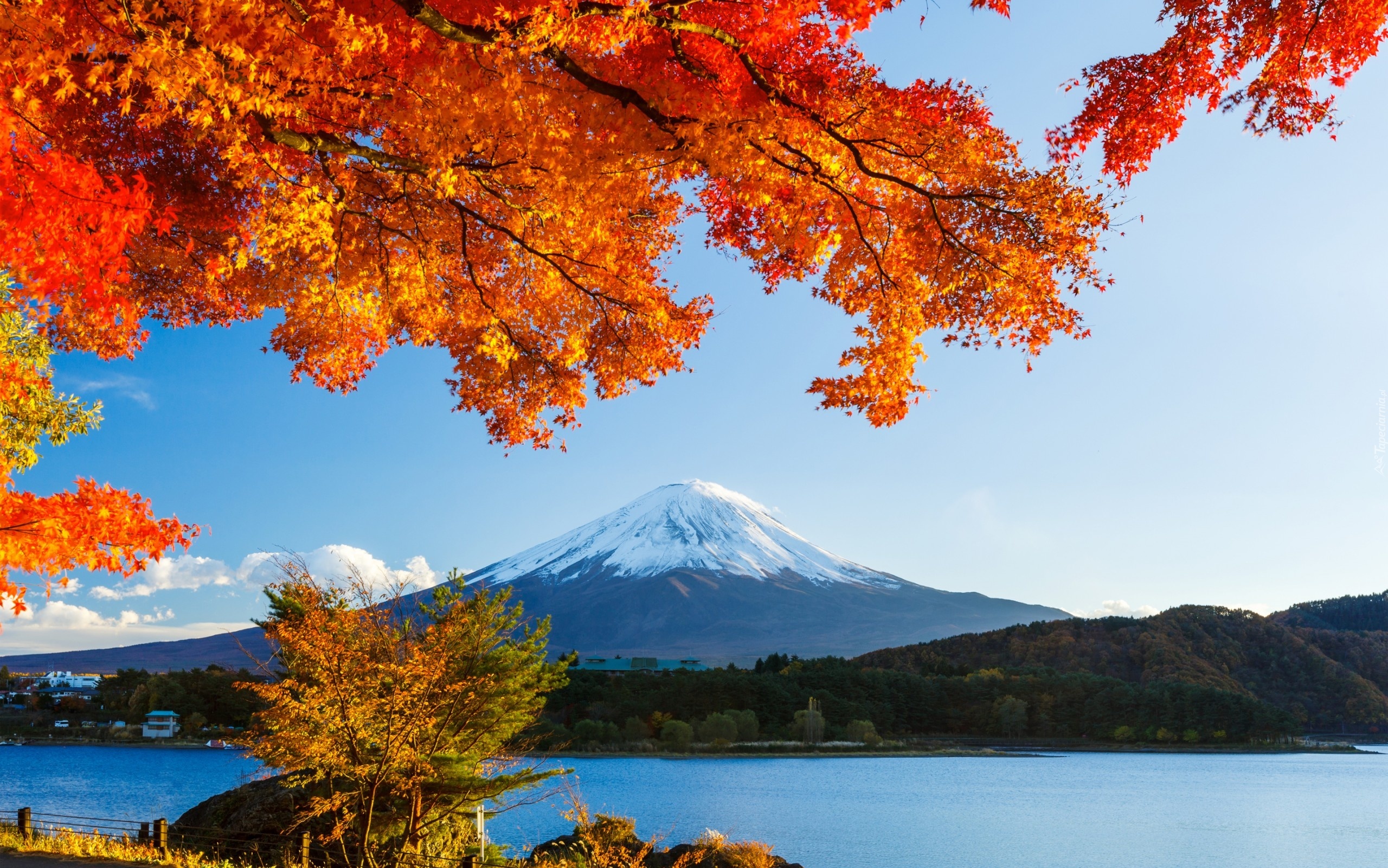 Fudżi, Jezioro, Lasy, Drzewa, Japonia